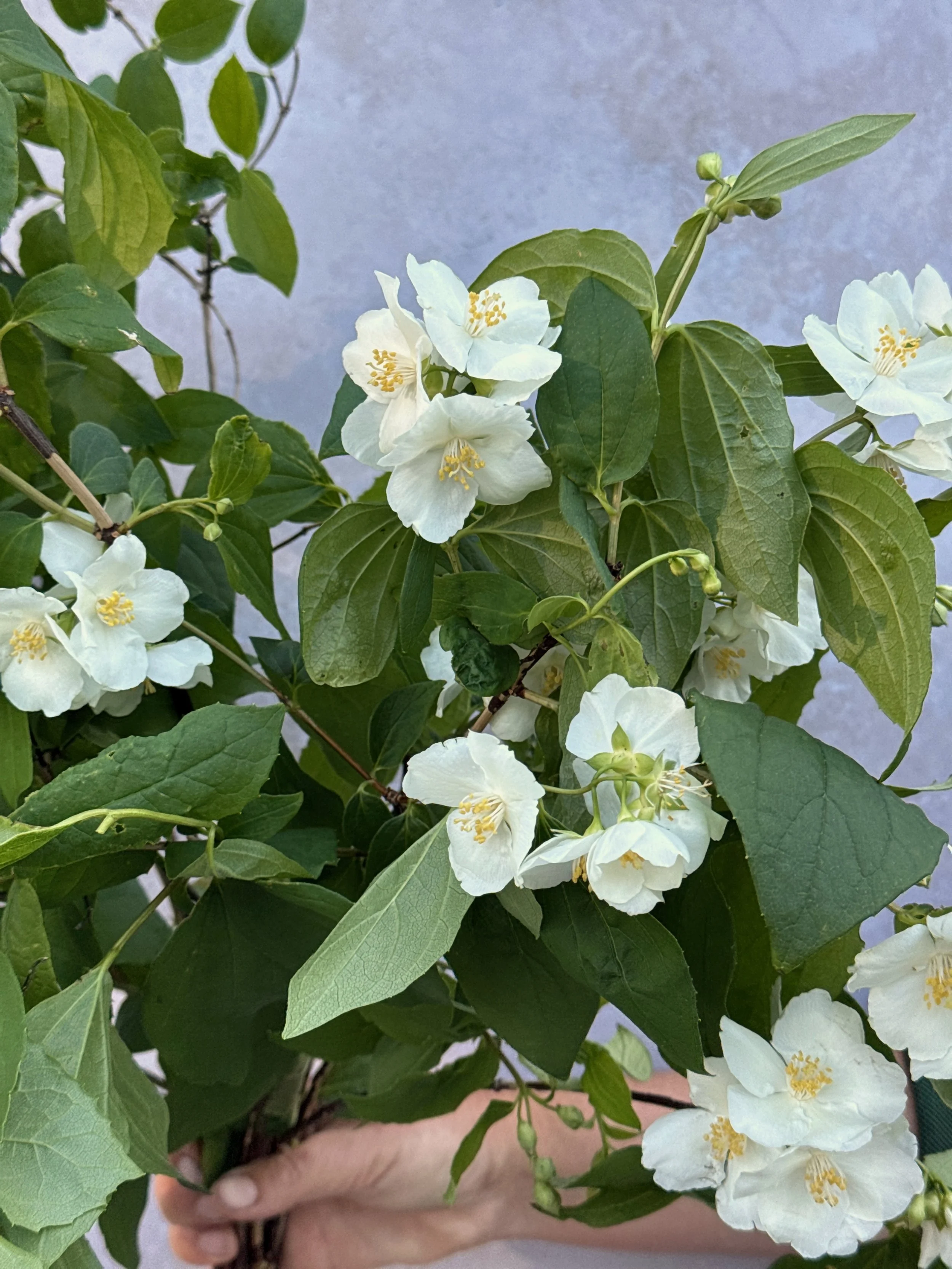 PHILADELPHUS