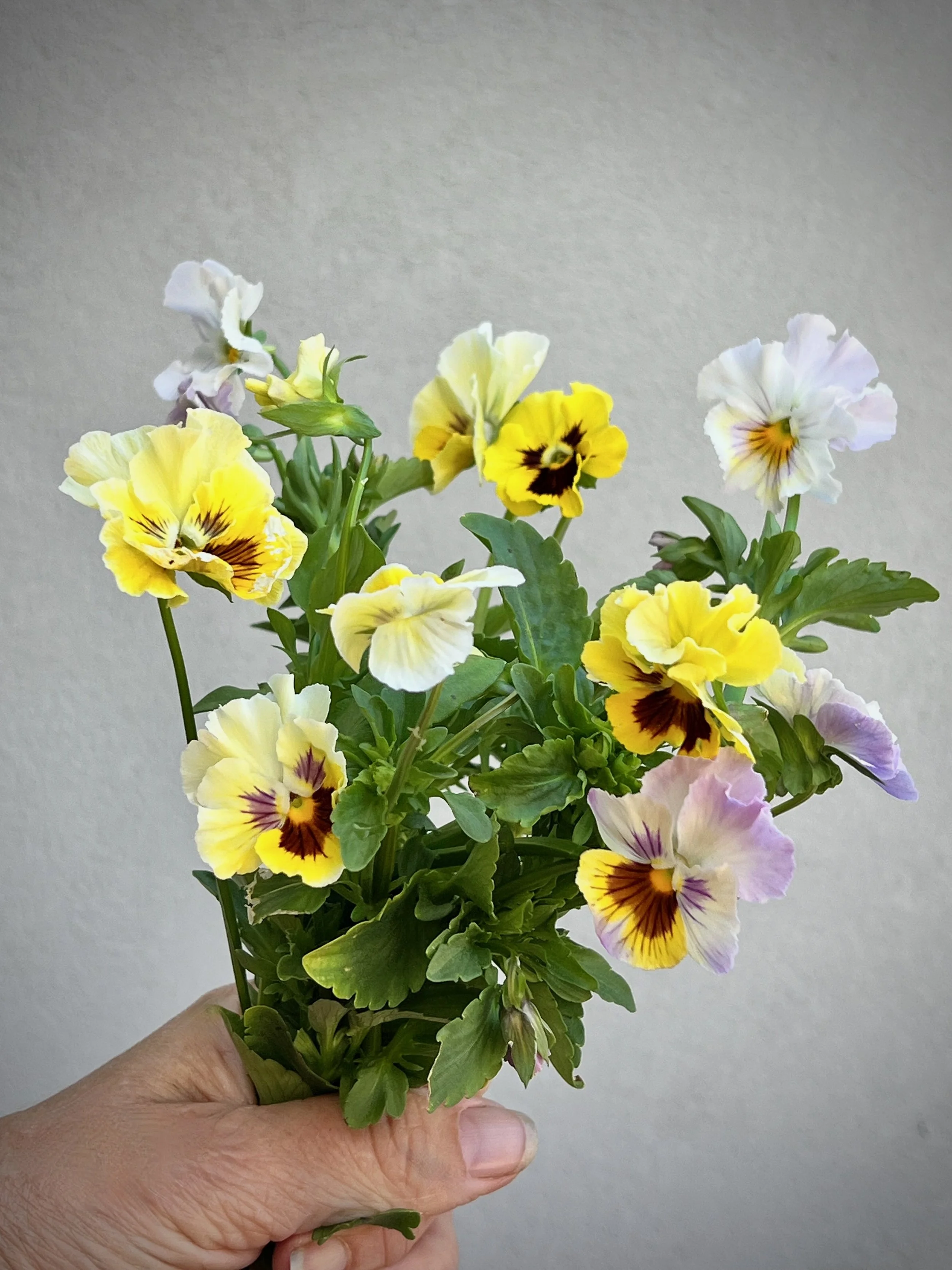 VIOLA x wittrockiana Ballerina Mix