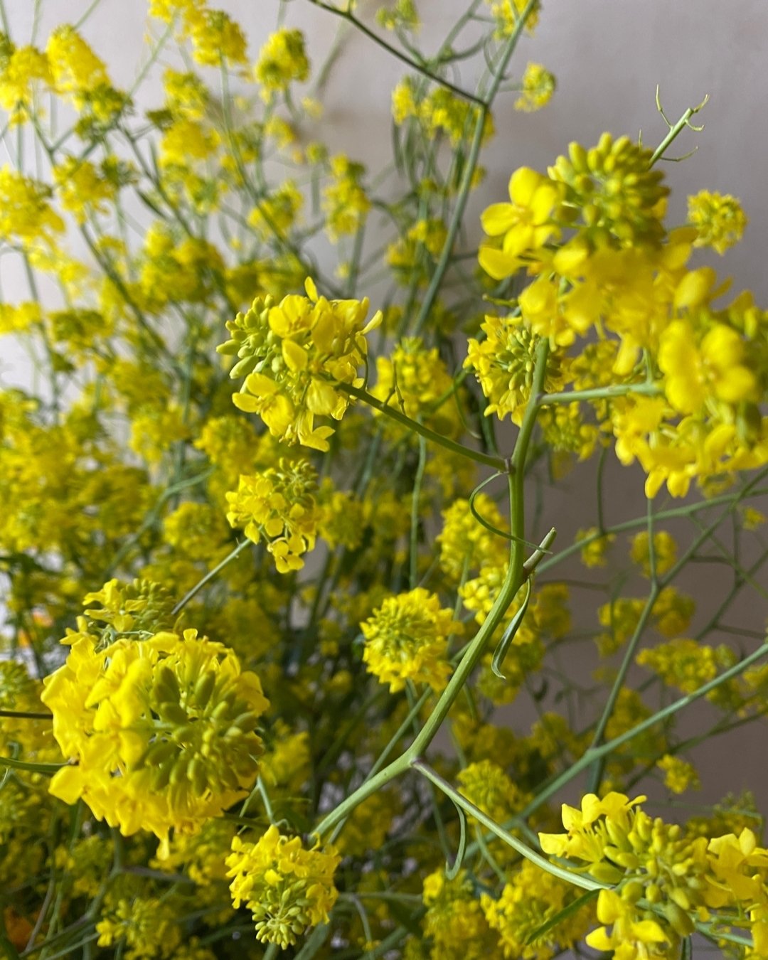 Our shop is open! FYI Next week we will be offering a THURSDAY delivery on 5/9 instead of Wednesday for Mother&rsquo;s Day. Delivering on Monday 5/6 as usual.

BRASSICA juncea 'Mustard' - Alcott Botanicals
VIBURNUM opulus var. americanum 'Snowball Bu
