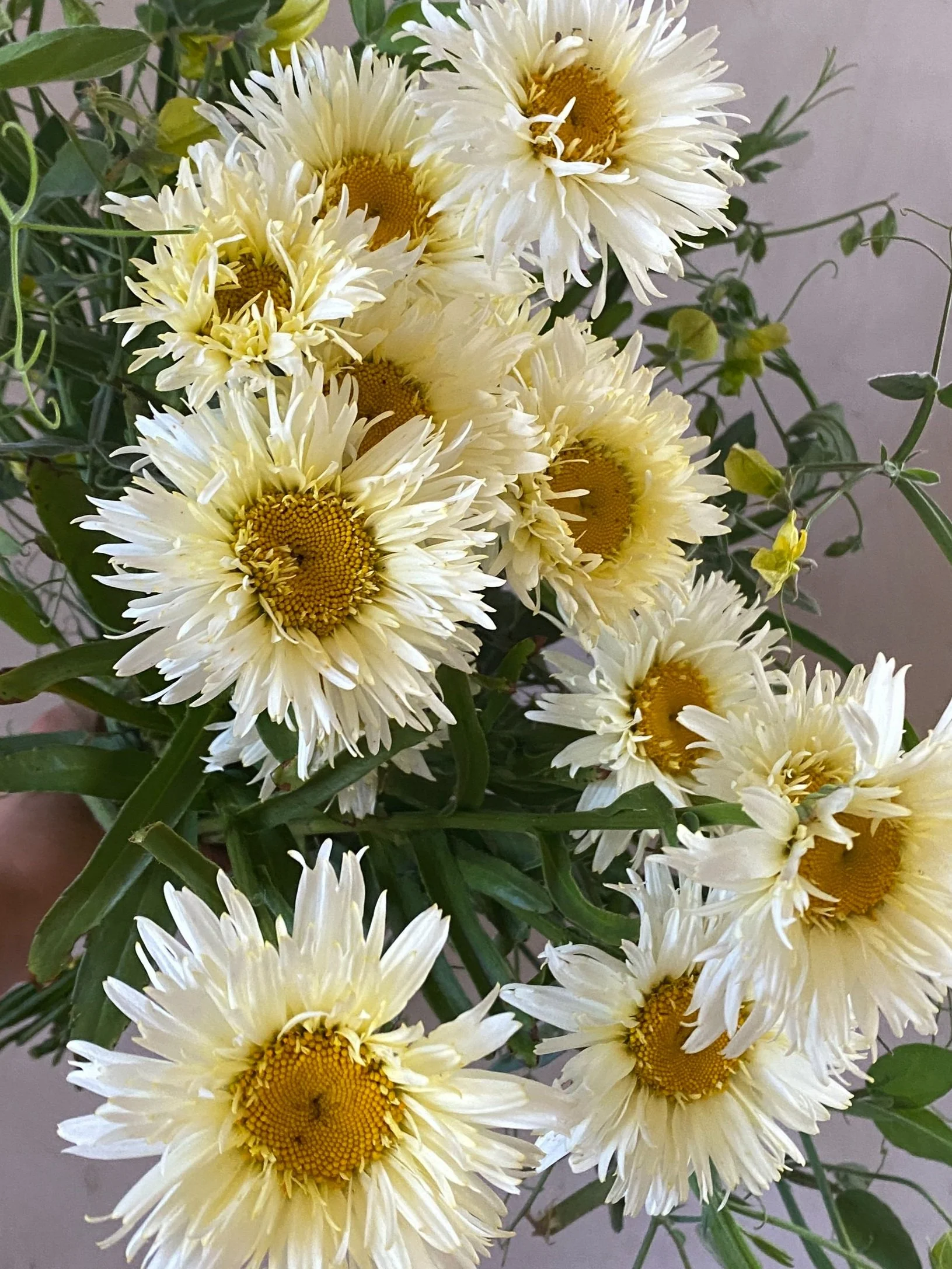 Leucanthemum 'Coconuts' $12 bu