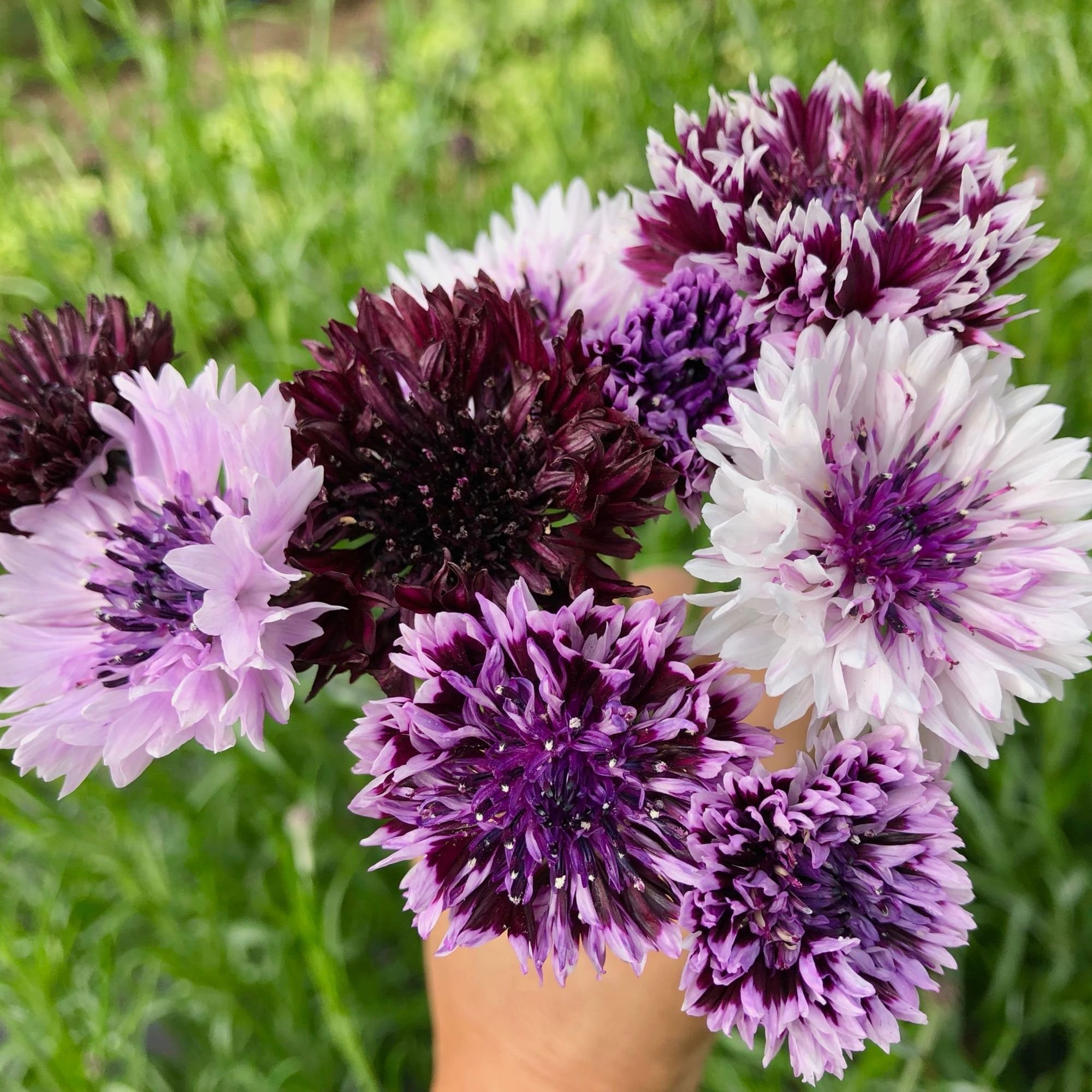 Bachelor's Buttons 'Classic Magic' $11 bu