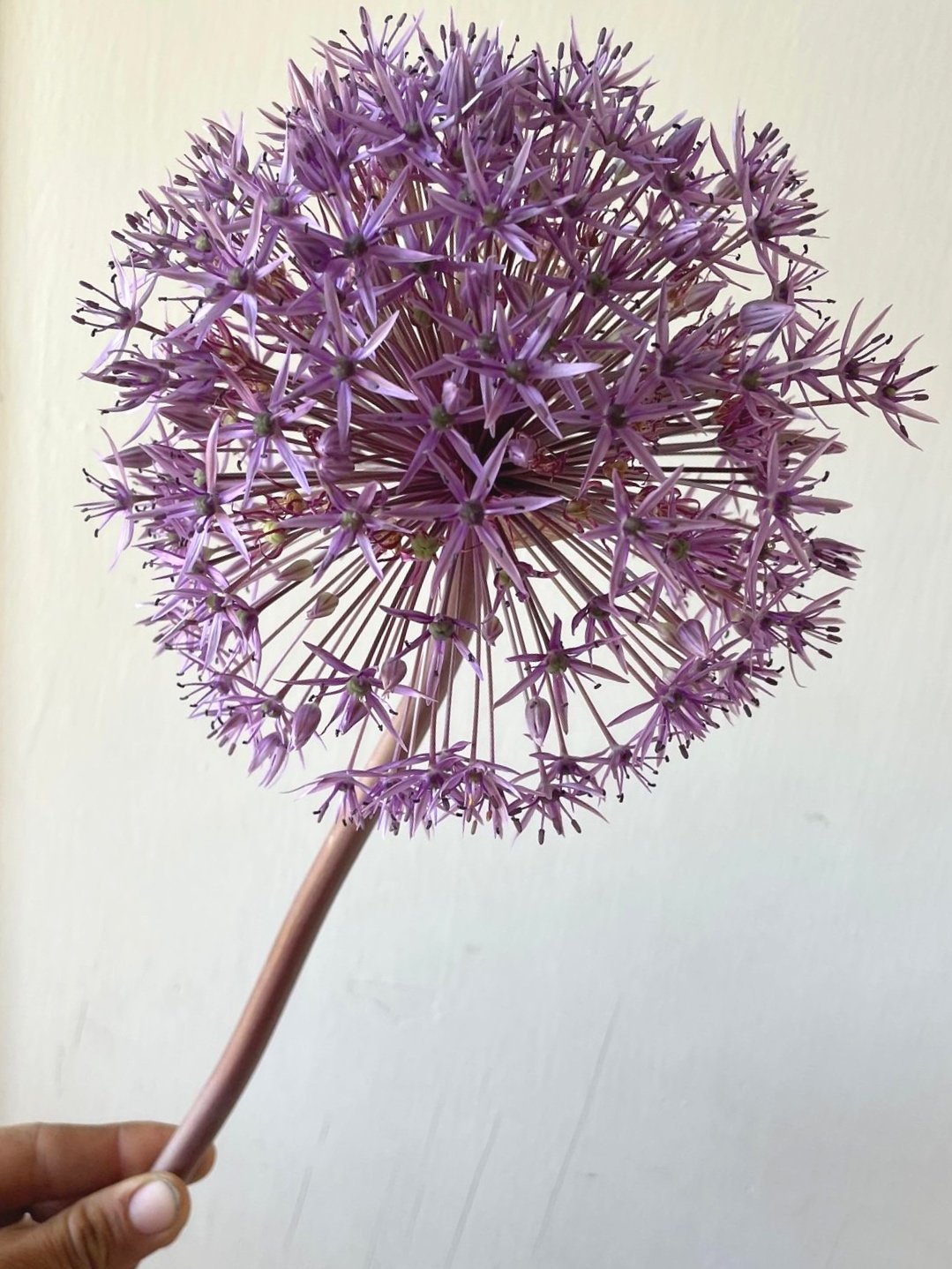 ALLIUM stipitatum Violet Beauty