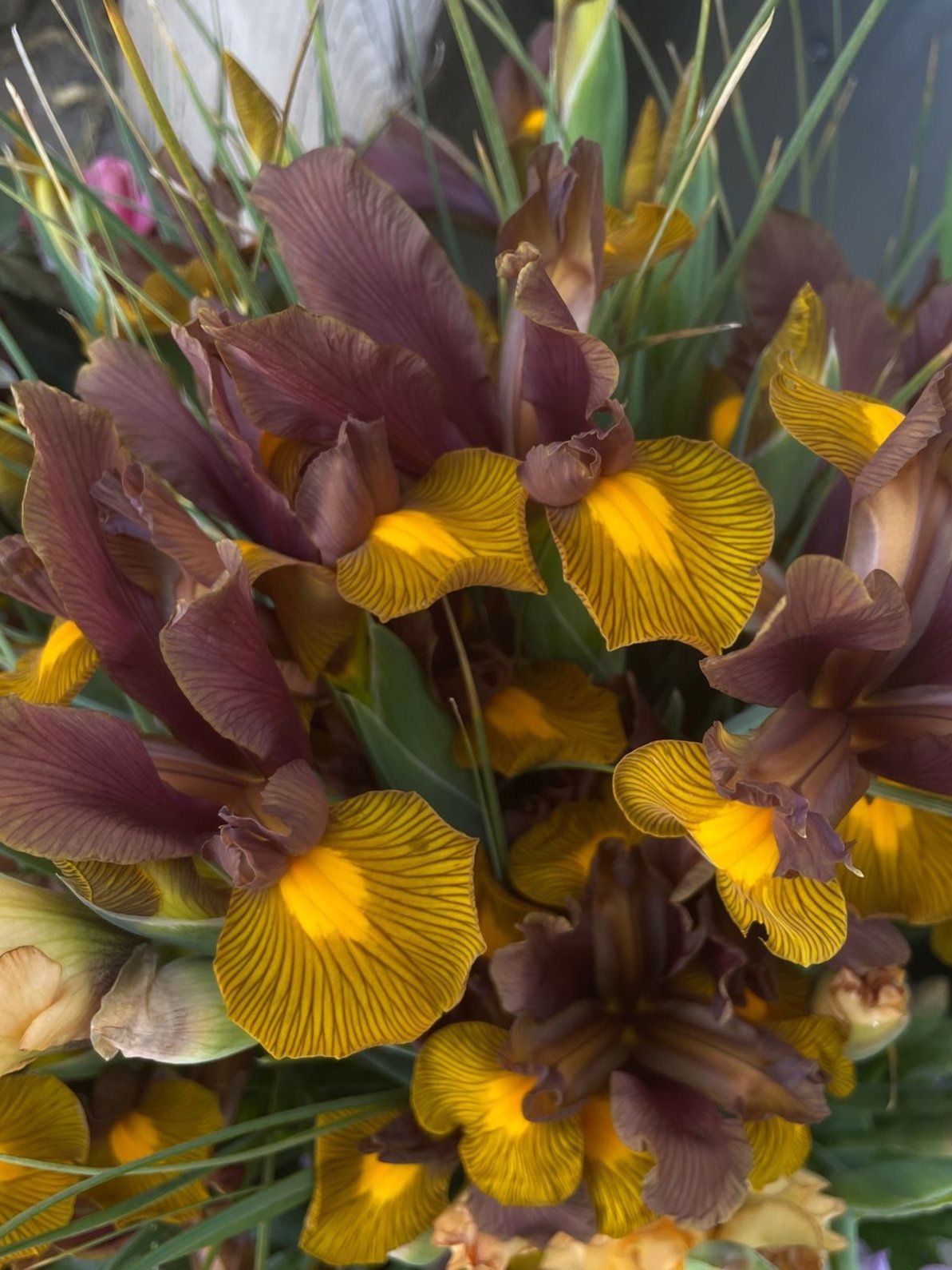 IRIS hollandica Lion King