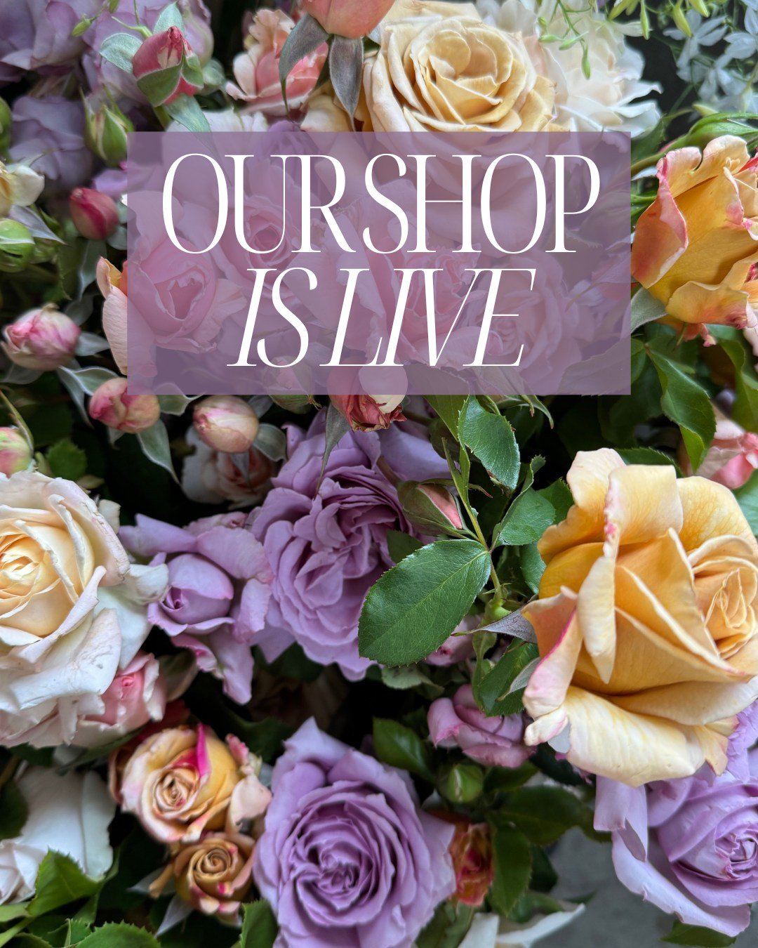OUR SHOP IS LIVE! 
Summer is around the corner and we are starting to see our favorite warm-season crops come in! Here is what we are loving this week:
 
SCABIOSA atropurpurea x caucasica Scoop Marshmallow - @vofloraldesign 
TALINUM paniculatum Limon