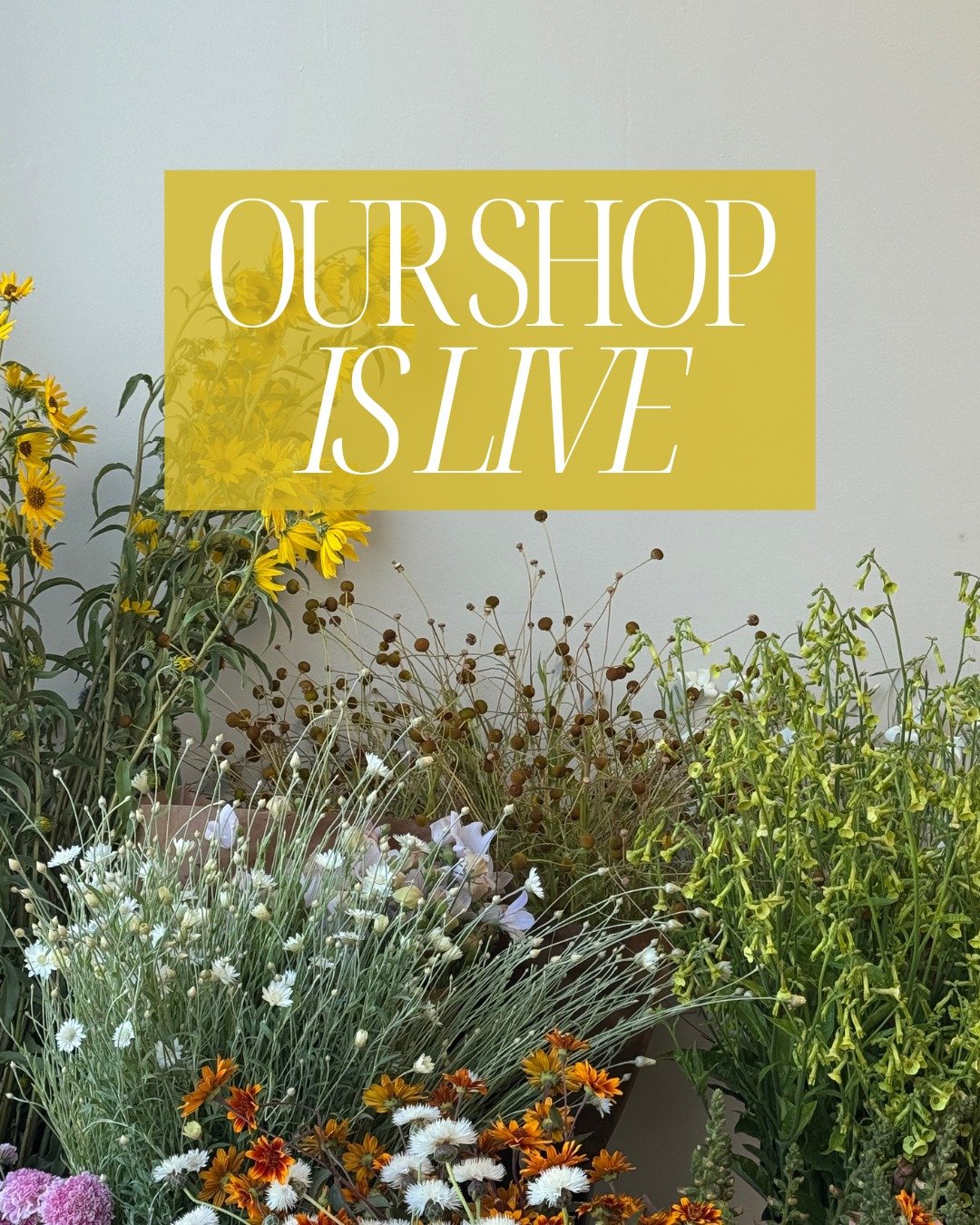 Our shop is live! Colorful and abundant crops of the summer are hitting the fields as temperatures start to rise all over sunny California. Here are some of our favorites this week in our little corner of the world: 

CEPHALANTHUS occidentalis - @alc