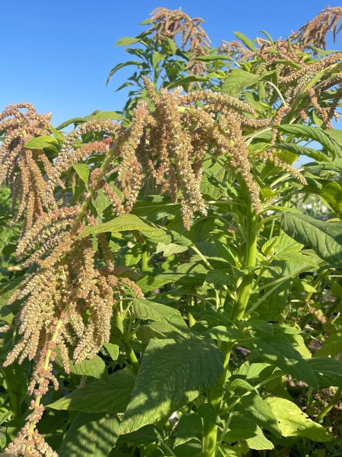 AMARANTHUS caudatus Coral Fountains