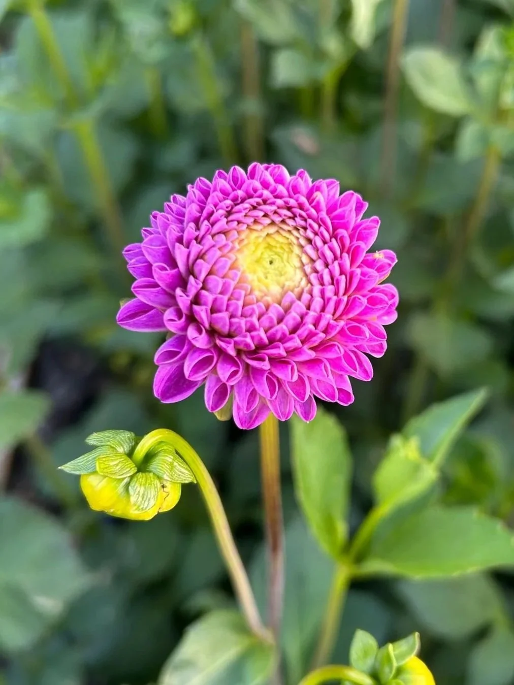DAHLIA Franz Kafka