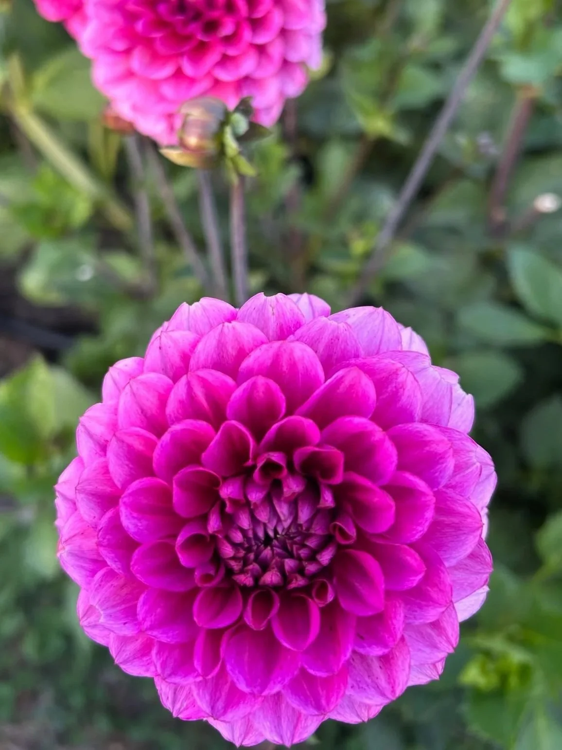 DAHLIA Diva