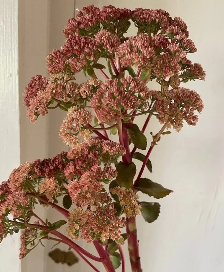HYLOTELEPHIUM telephium Peach Pearls