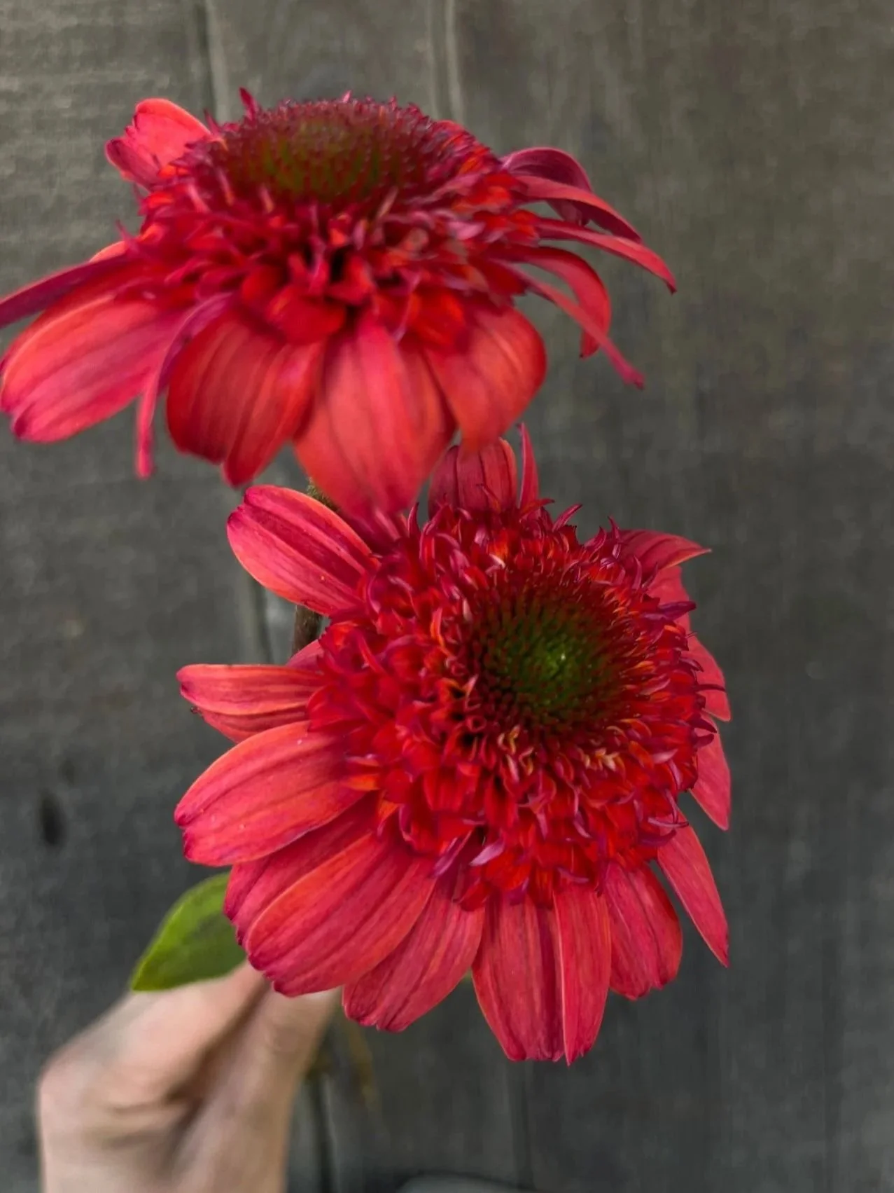 ECHINACEA x Cara Mia Spicy