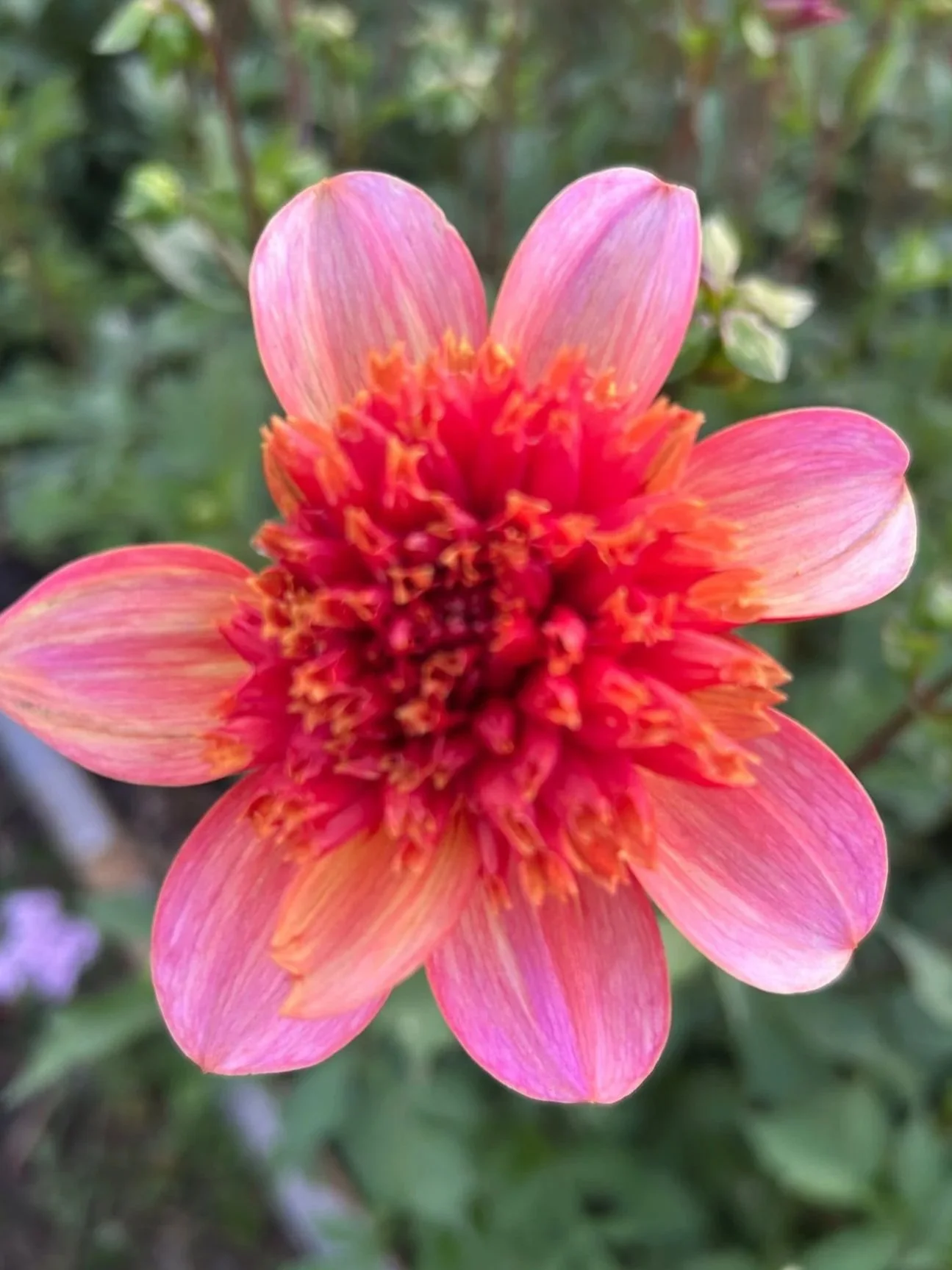 DAHLIA Totally Tangerine