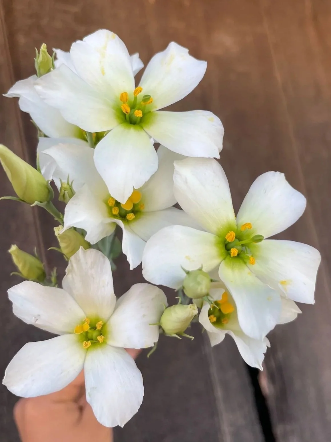 EUSTOMA grandiflorum Macherie