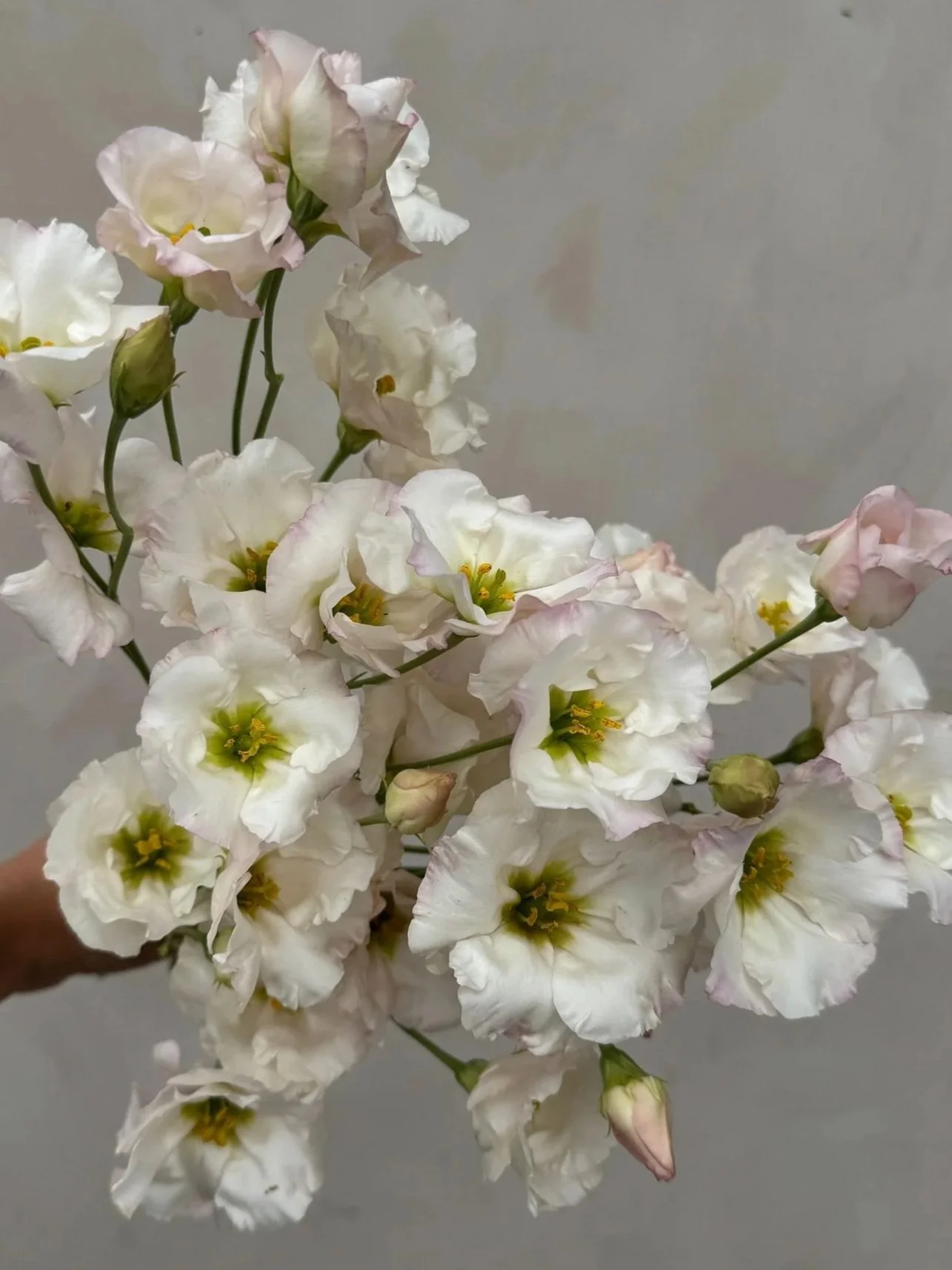 EUSTOMA grandiflorum Sumika Feminine