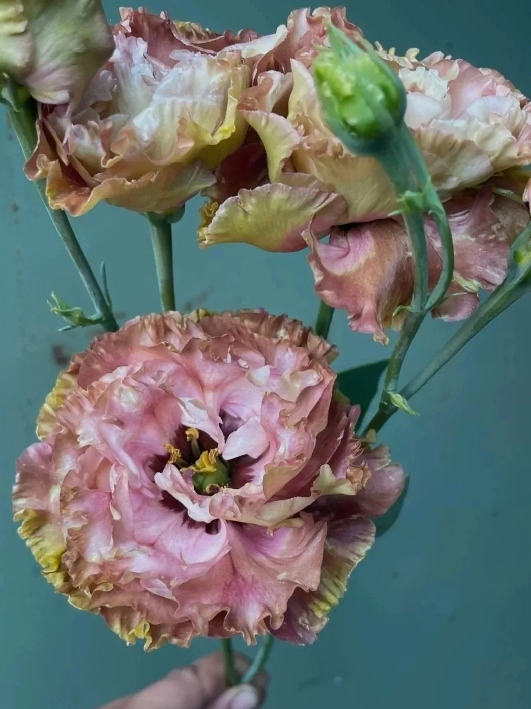 EUSTOMA grandiflorum Rosanne Terracotta