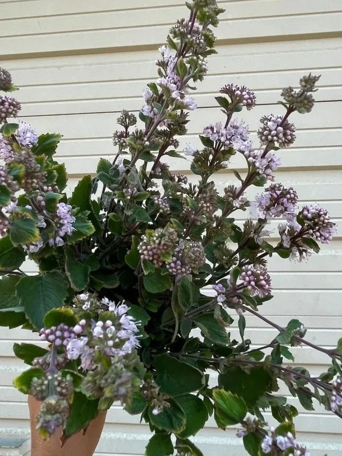CARYOPTERIS incana Pavilion Pink