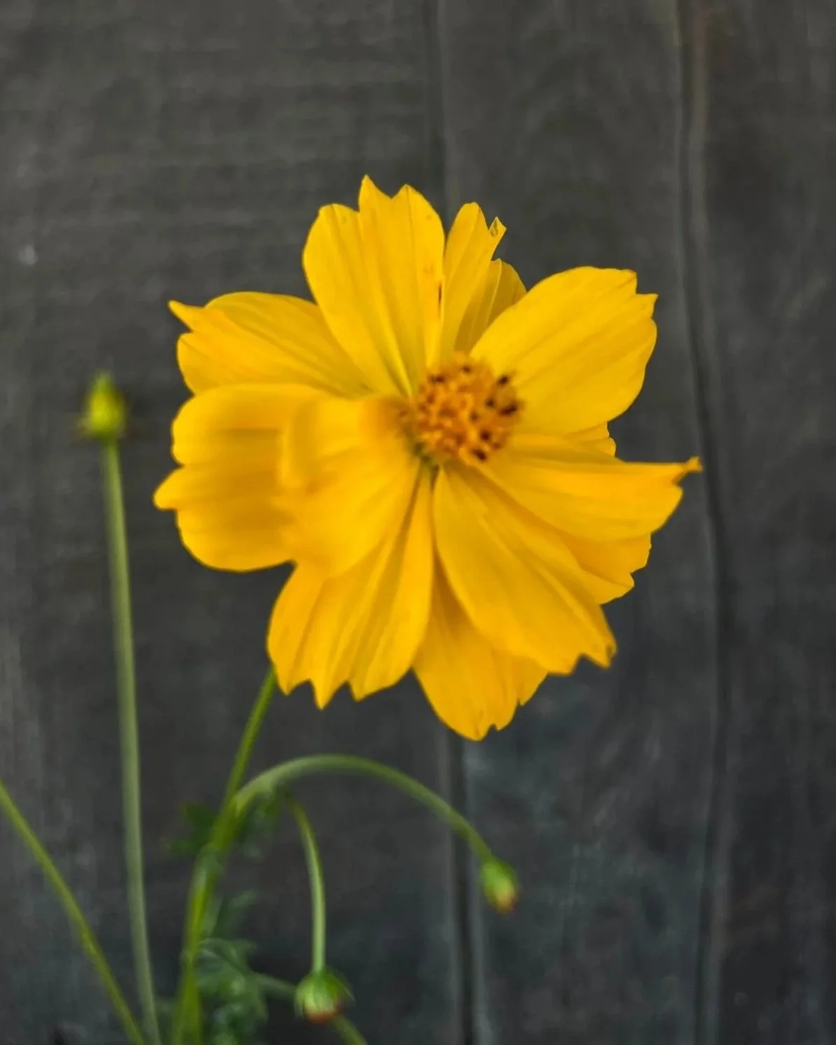 COSMOS sulphureus Crest Lemon