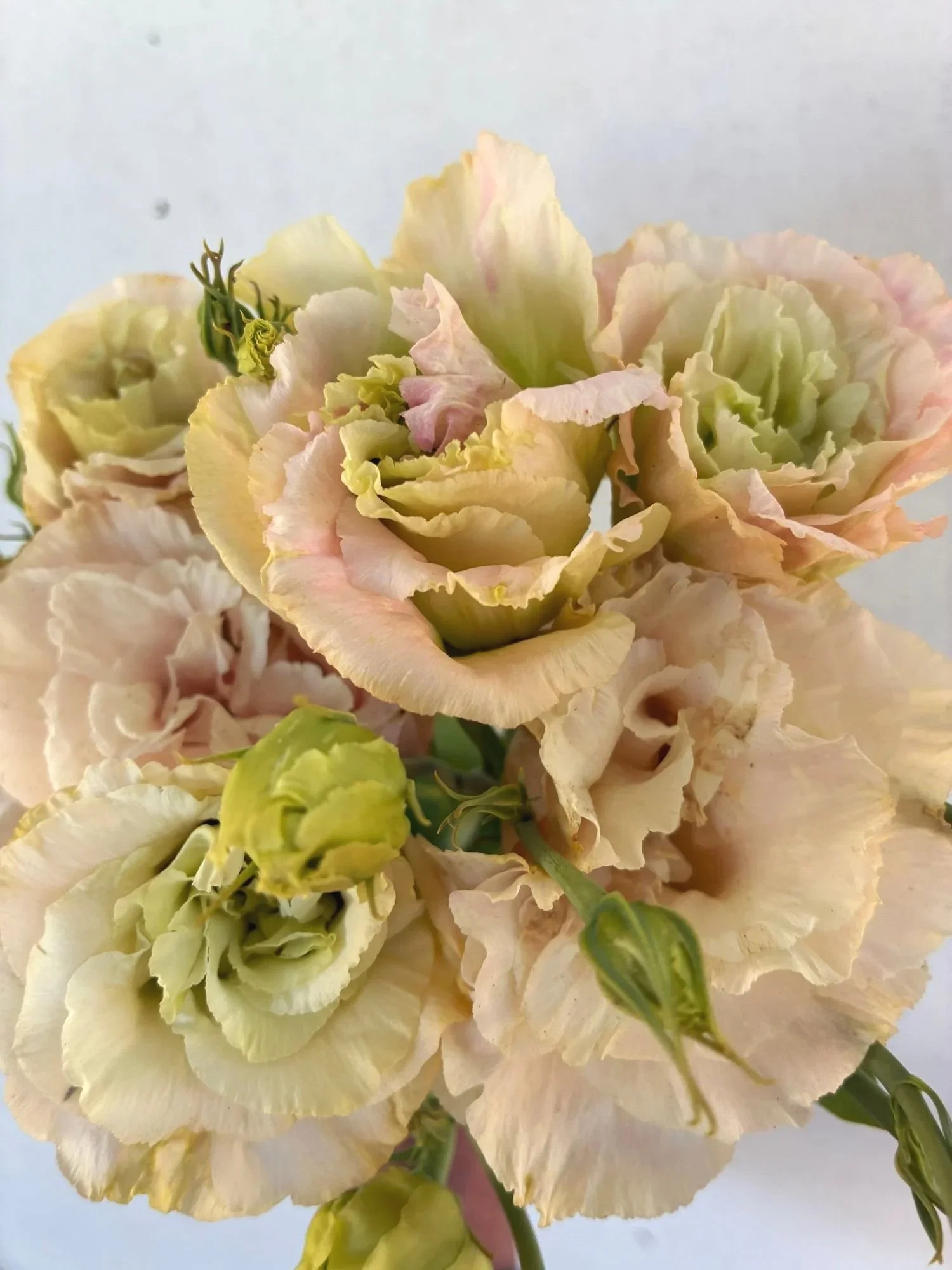 EUSTOMA grandiflorum Celeb Aurora Pink