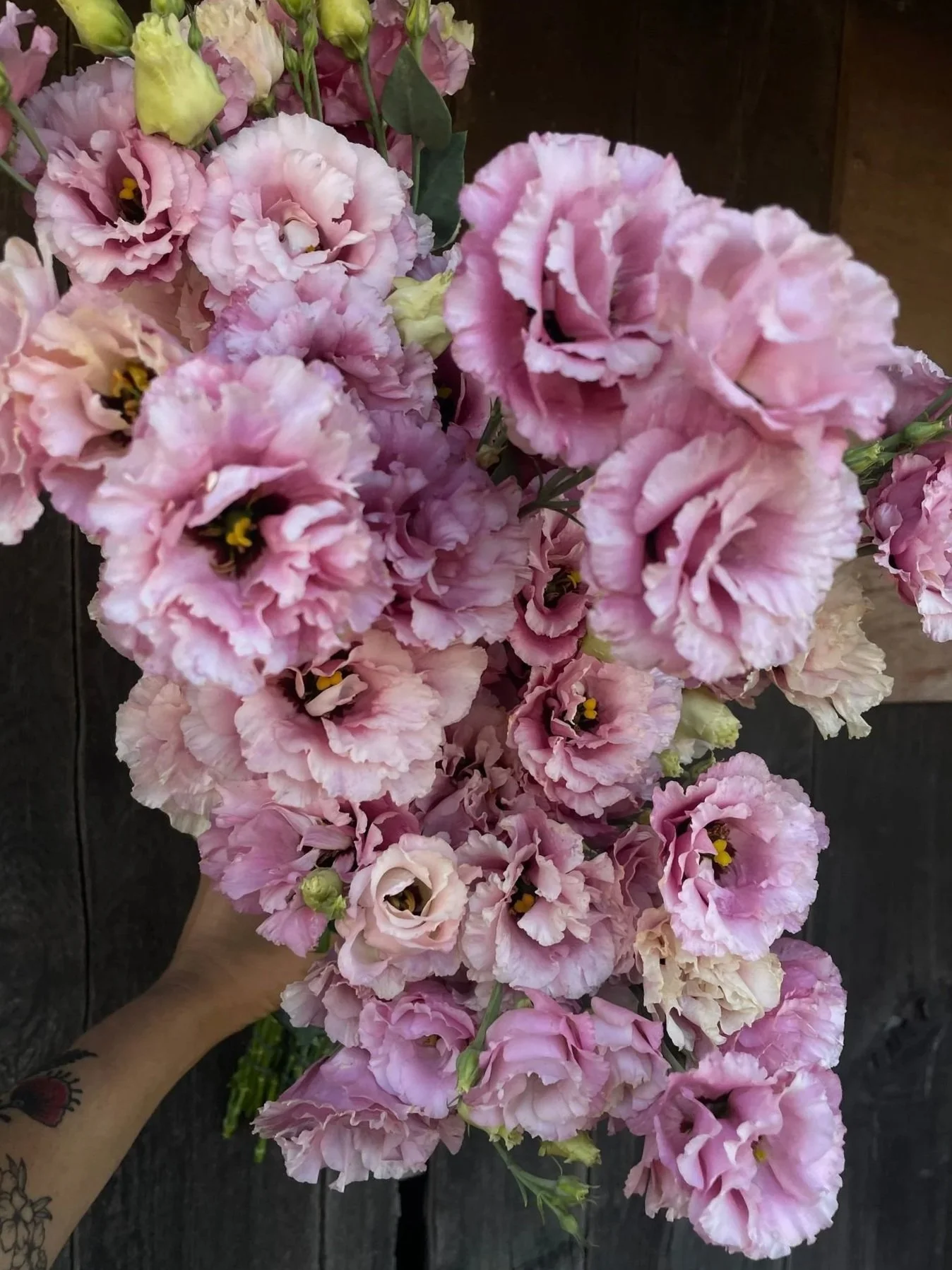 EUSTOMA grandiflorum Celeb Rouge