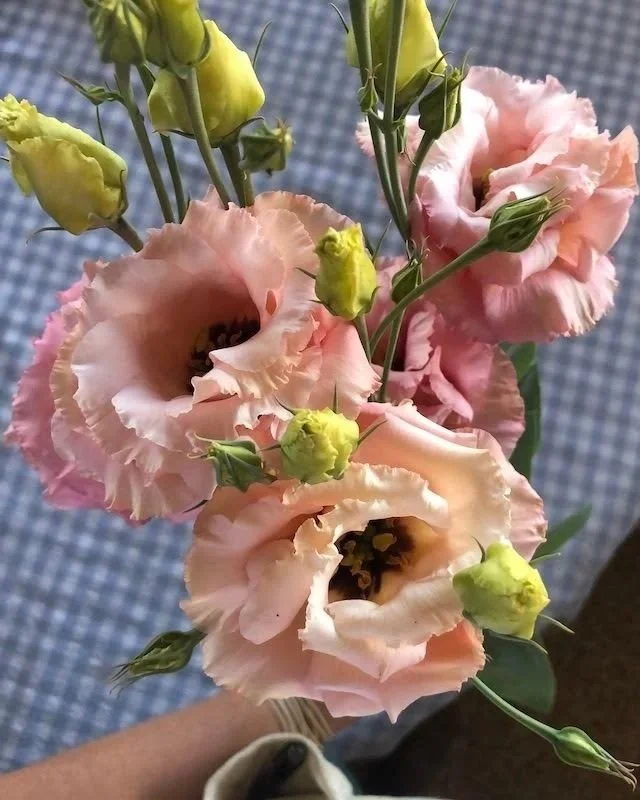 EUSTOMA grandiflorum Corelli Apricot