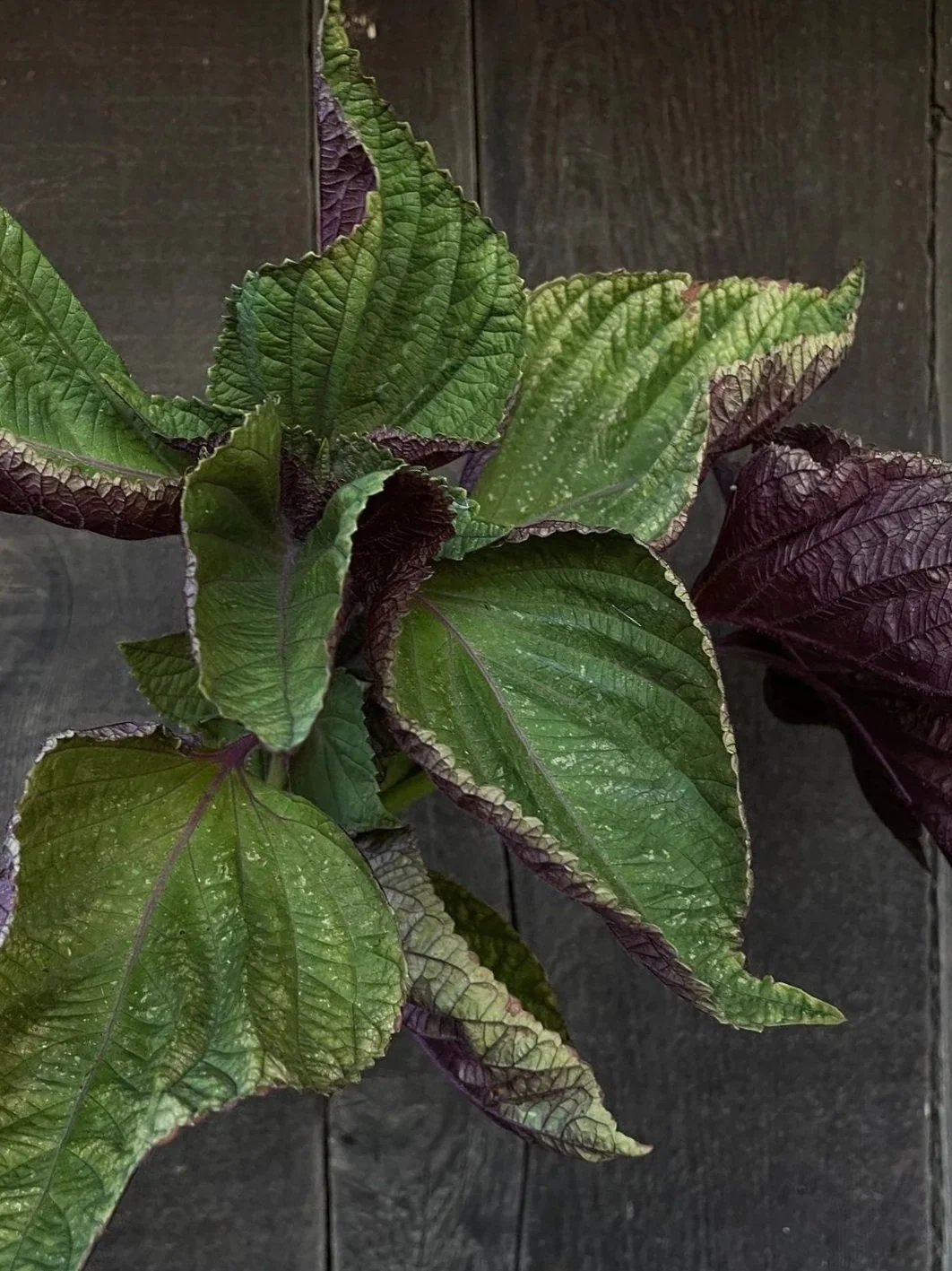 PERILLA frutescens Britton
