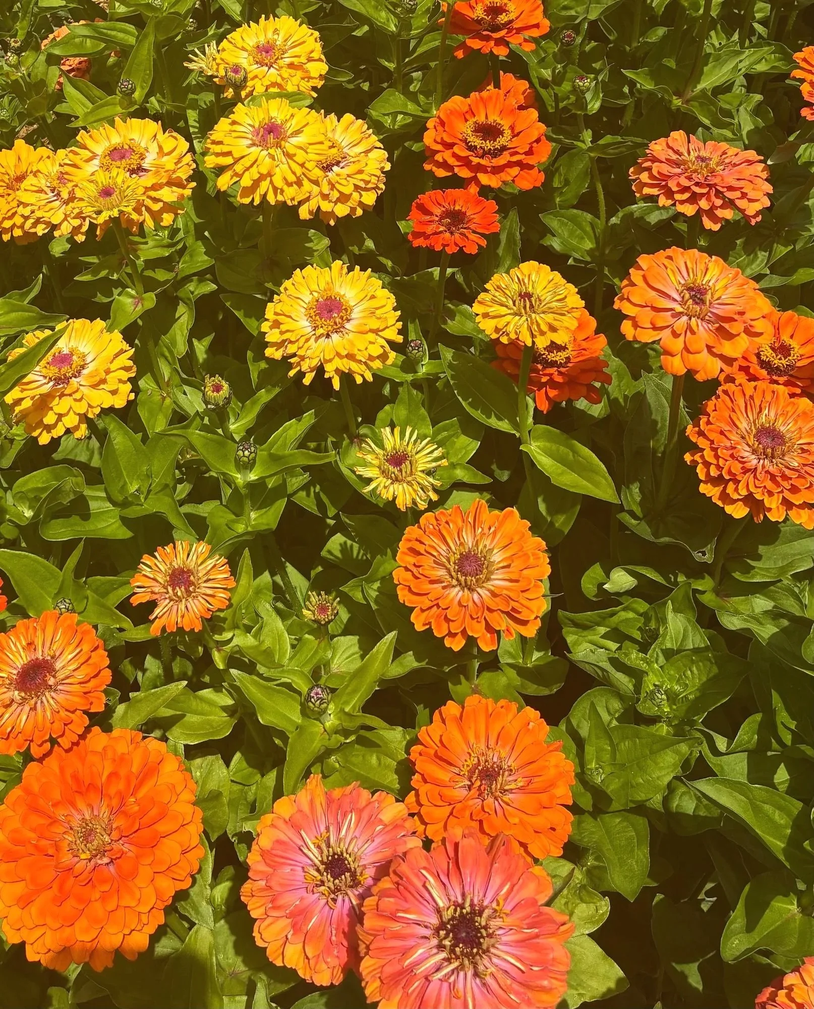 ZINNIA elegans Aurora