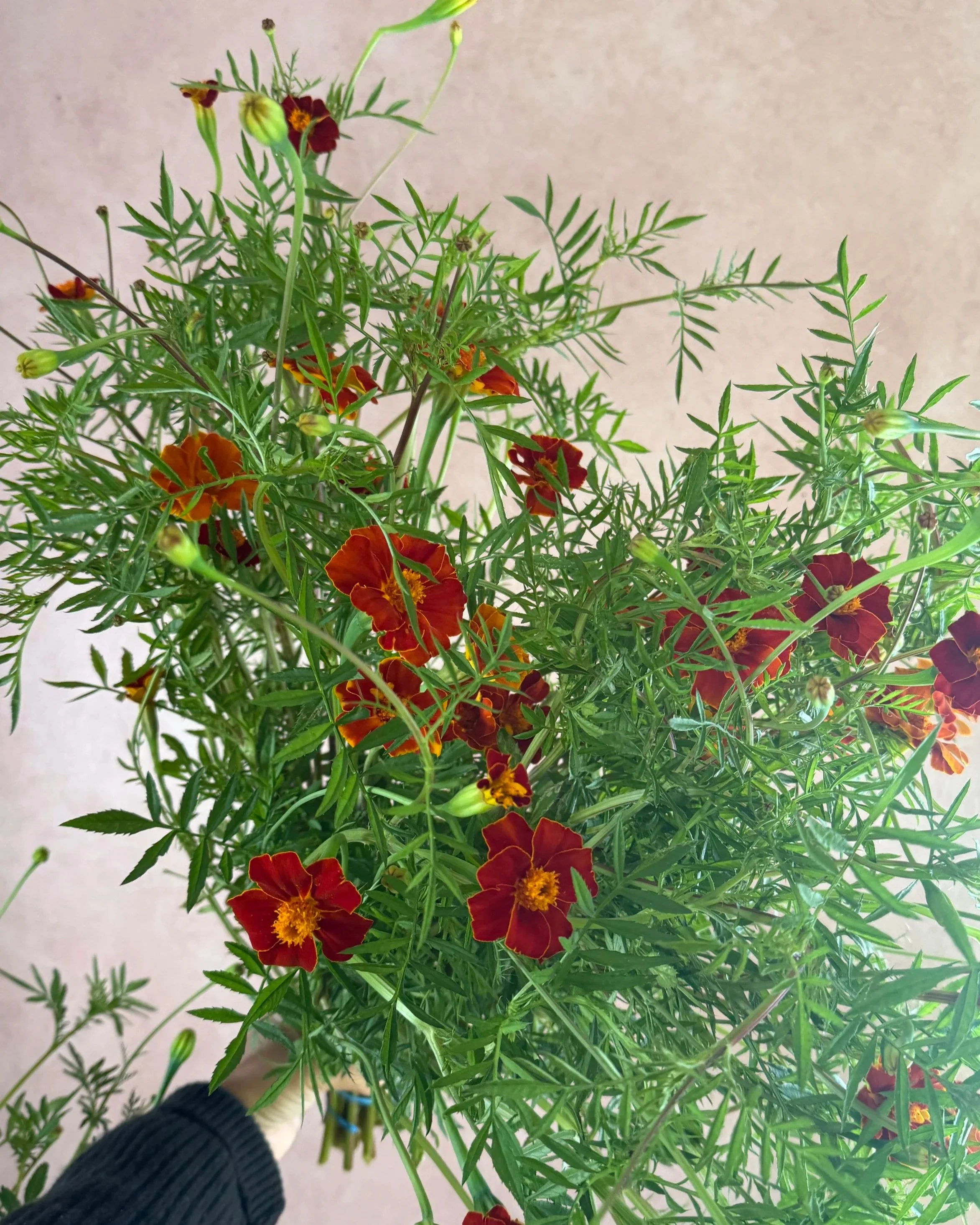 TAGETES linnaeus Burning Embers