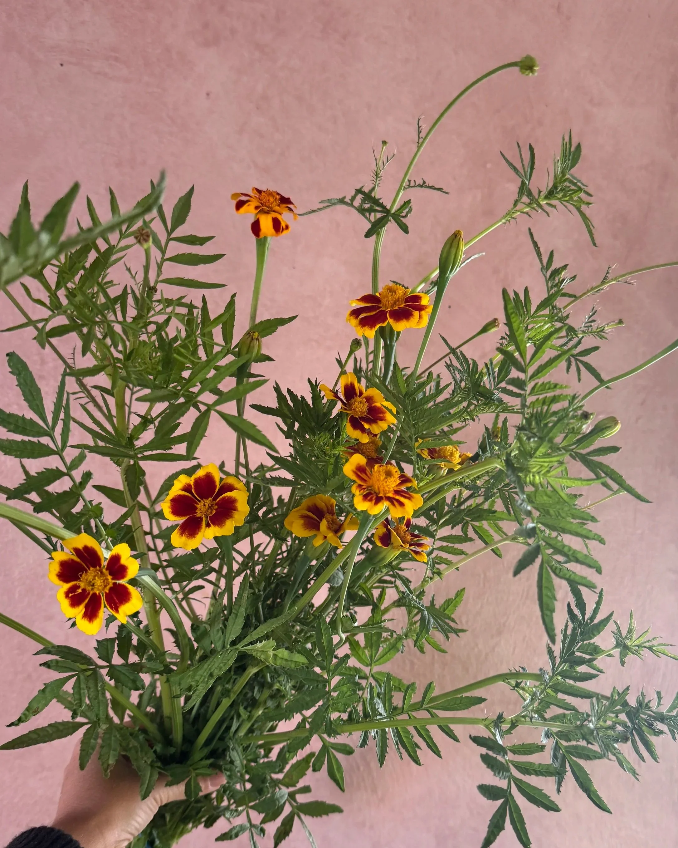 TAGETES patula Frances's Choice