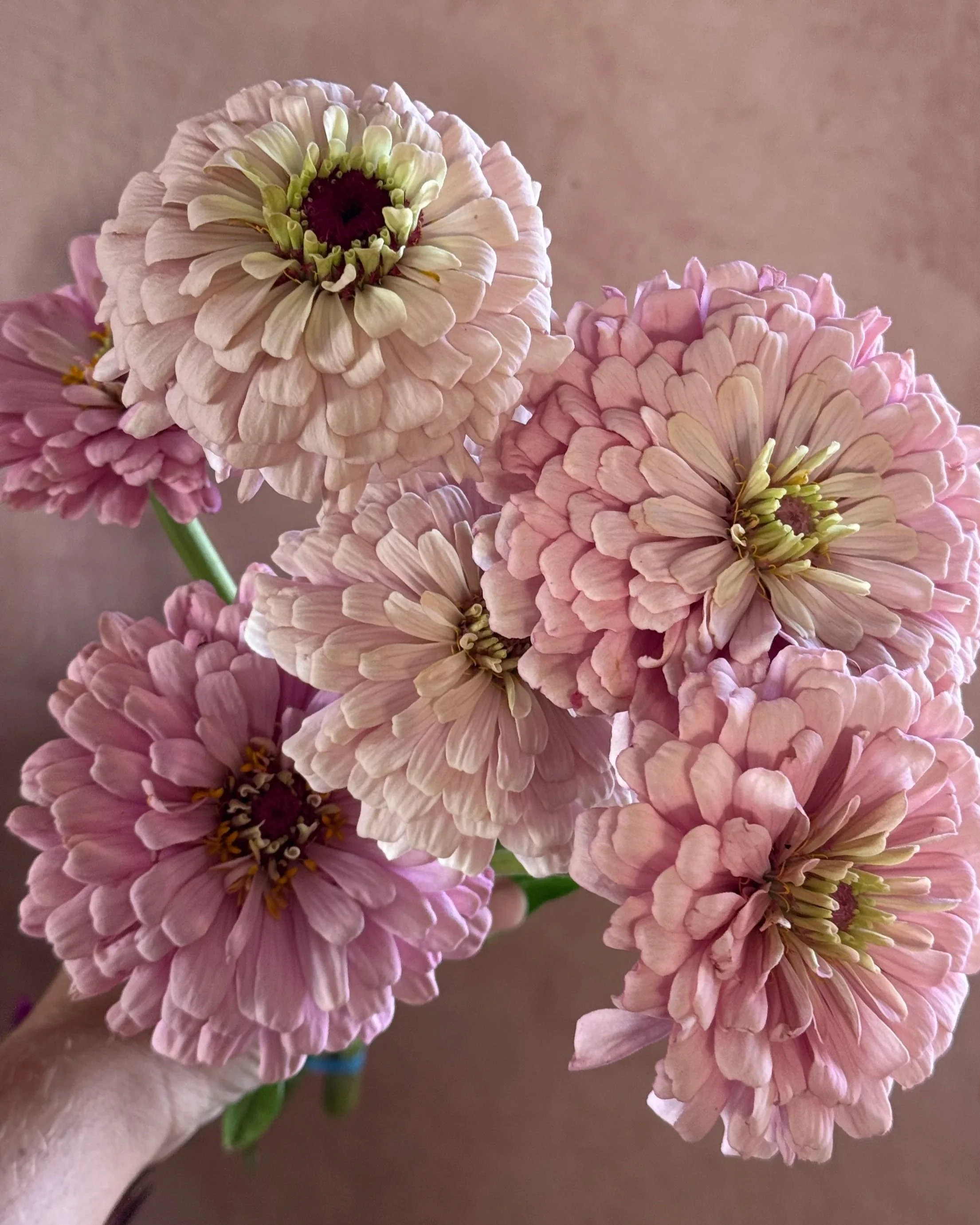 ZINNIA elegans Dawn Creek