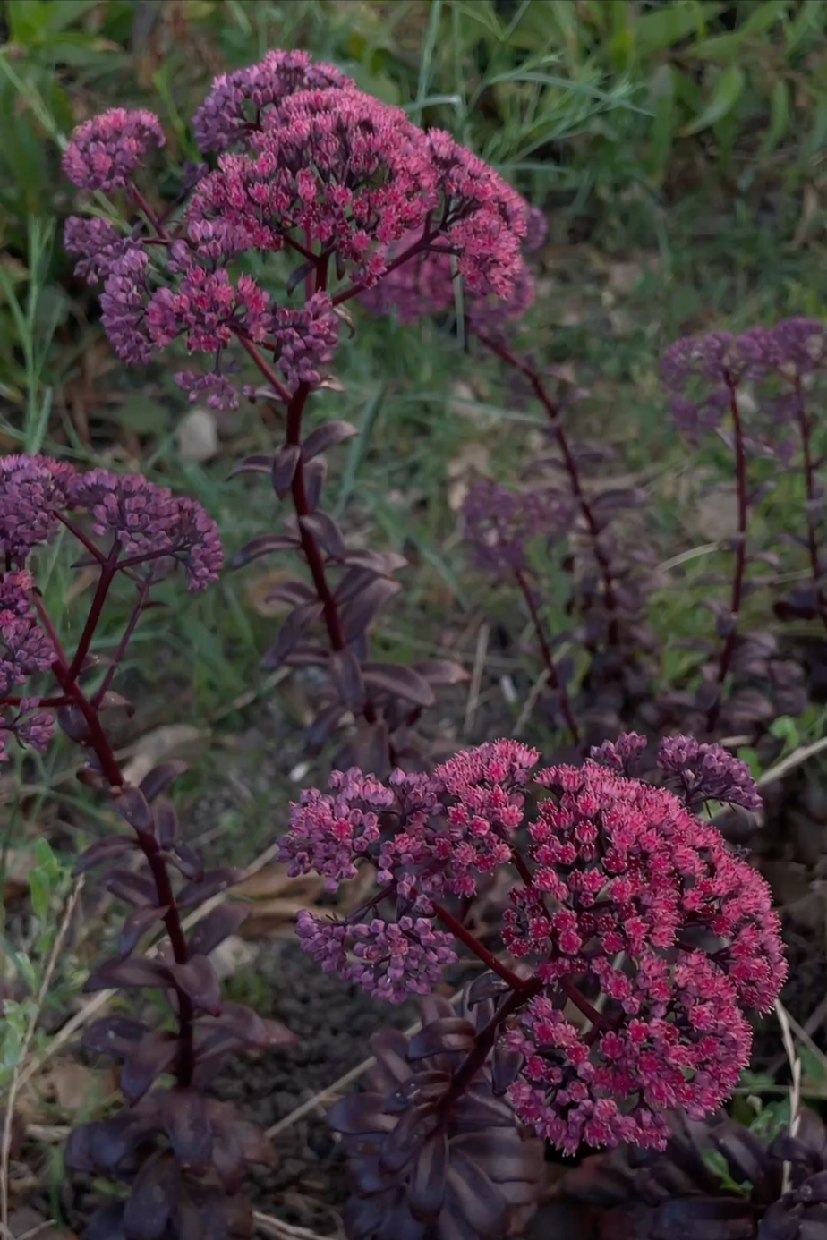 HYLOTELEPHIUM x Cherry Truffle (Sedum)