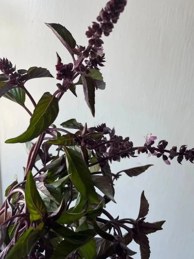 OCIMUM basilicum Cinamonette