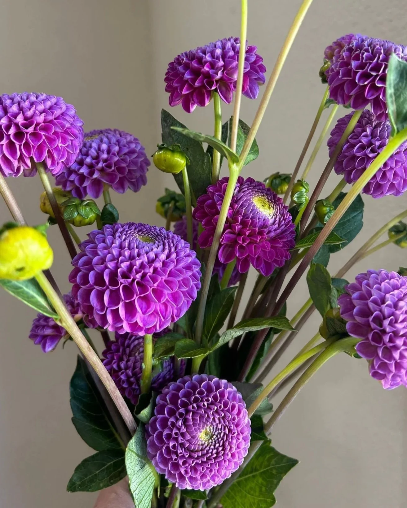 DAHLIA Franz Kafka
