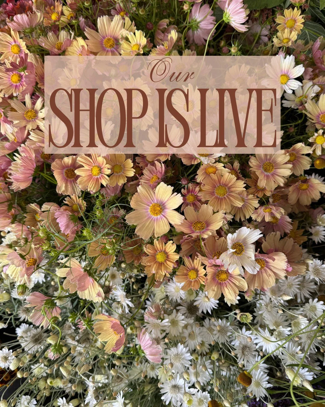 Our Shop is Live!

As we turn the calendar to October, life on the farms kicks into high gear. A crescendo of tasks converges as we prepare to put the soil to rest, fill the greenhouses, and plan for spring. All the while, we&rsquo;re still harvestin