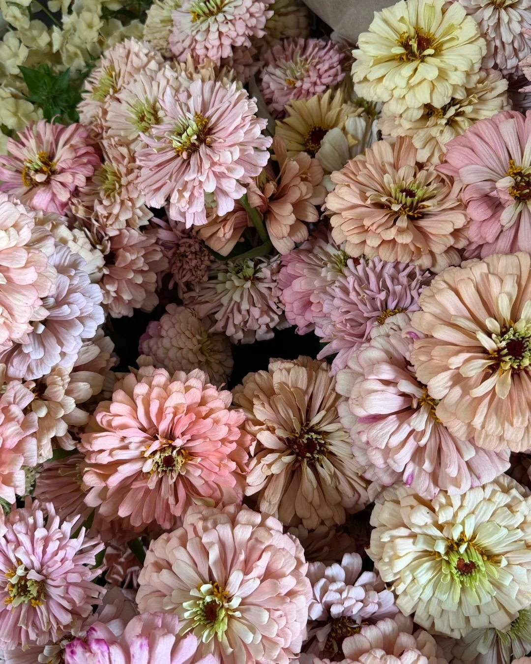 Zinnia 'Ballerina' grown by @mockingbirdflora @pucksgarden @starsightfarm and @vofloraldesign for @themonkeyflowergroup