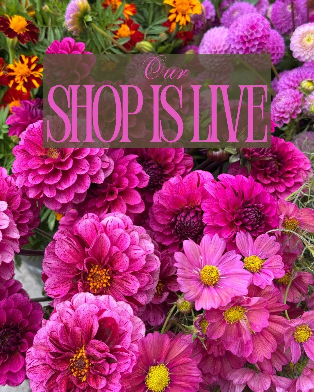 Our shop is live! Here is what we have in abundance this week:

Main Page: COSMOS bipinnatus Xensia, TAGETES linnaeus Burning Embers grown by @deweyfarmsflowers DAHLIA Diva, DAHLIA Franz Kafka grown by @vofloraldesign

ROSA hybrida Distant Drums - @v