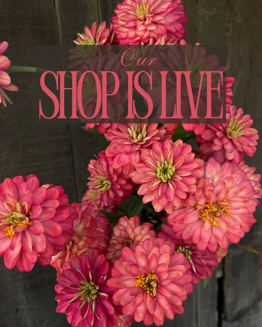 Our shop is live! Here are some fall gems we are excited about this week!

Main Page: ZINNIA marylandica Double Zahara Salmon @deweyfarmsflowers

ZINNIA elegans Ballerina - @vofloraldesign 
CHRYSANTHEMUM x Judith Baker - @starsightfarm
CHRYSANTHEMUM 