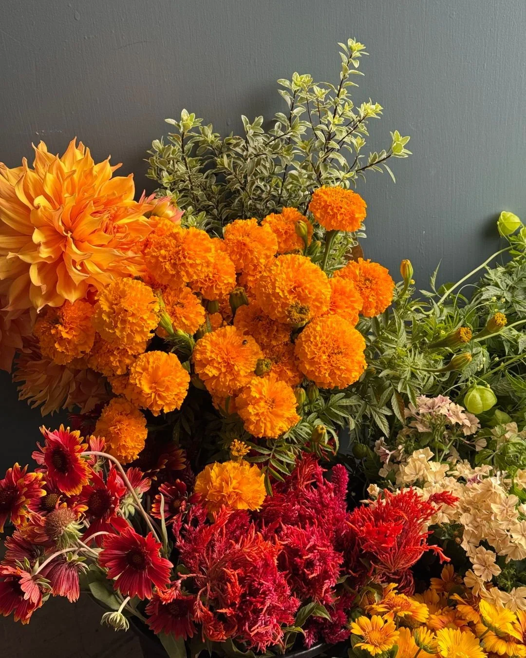 a very good autumnal order for @lambertfloralstudio

PITTOSPORUM tobira Variegatum - @vofloraldesign 
DAHLIA Hamari Gold - @starsightfarm
TAGETES erecta Jedi Gold - @deweyfarmsflowers 
CARDIOSPERMUM halicacabum - @pucksgarden
PHLOX drummondii Creme B