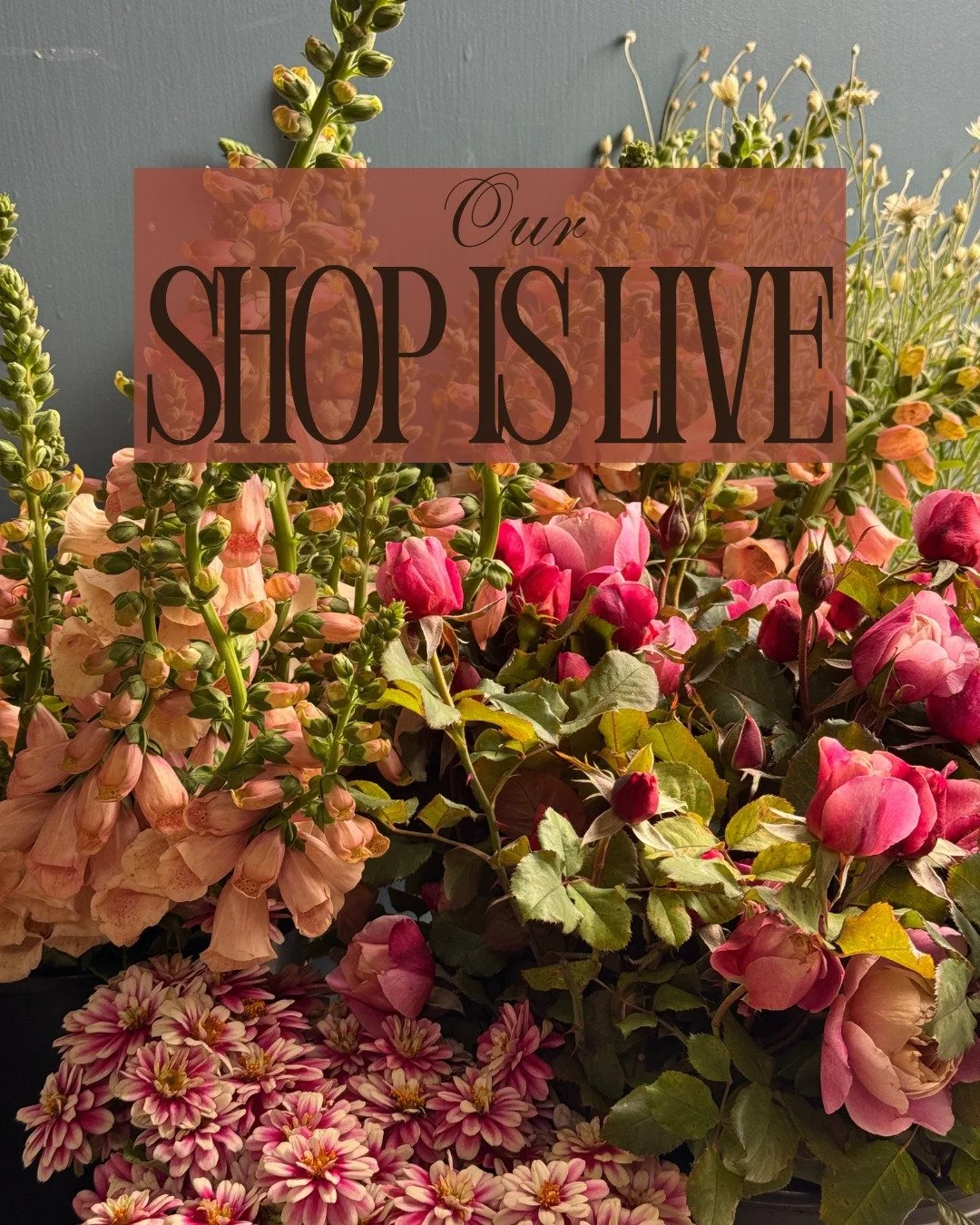 Our shop is live! Here is what we have in abundance this week:

Cover Page: DIGITALIS purpurea Dalmatian Peach &amp; XERANTHEMUM annuum - @starsightfarm ROSA hybrida Distant Drums - @vofloraldesign ZINNIA marylandica Zahara Double Raspberry Ripple - 