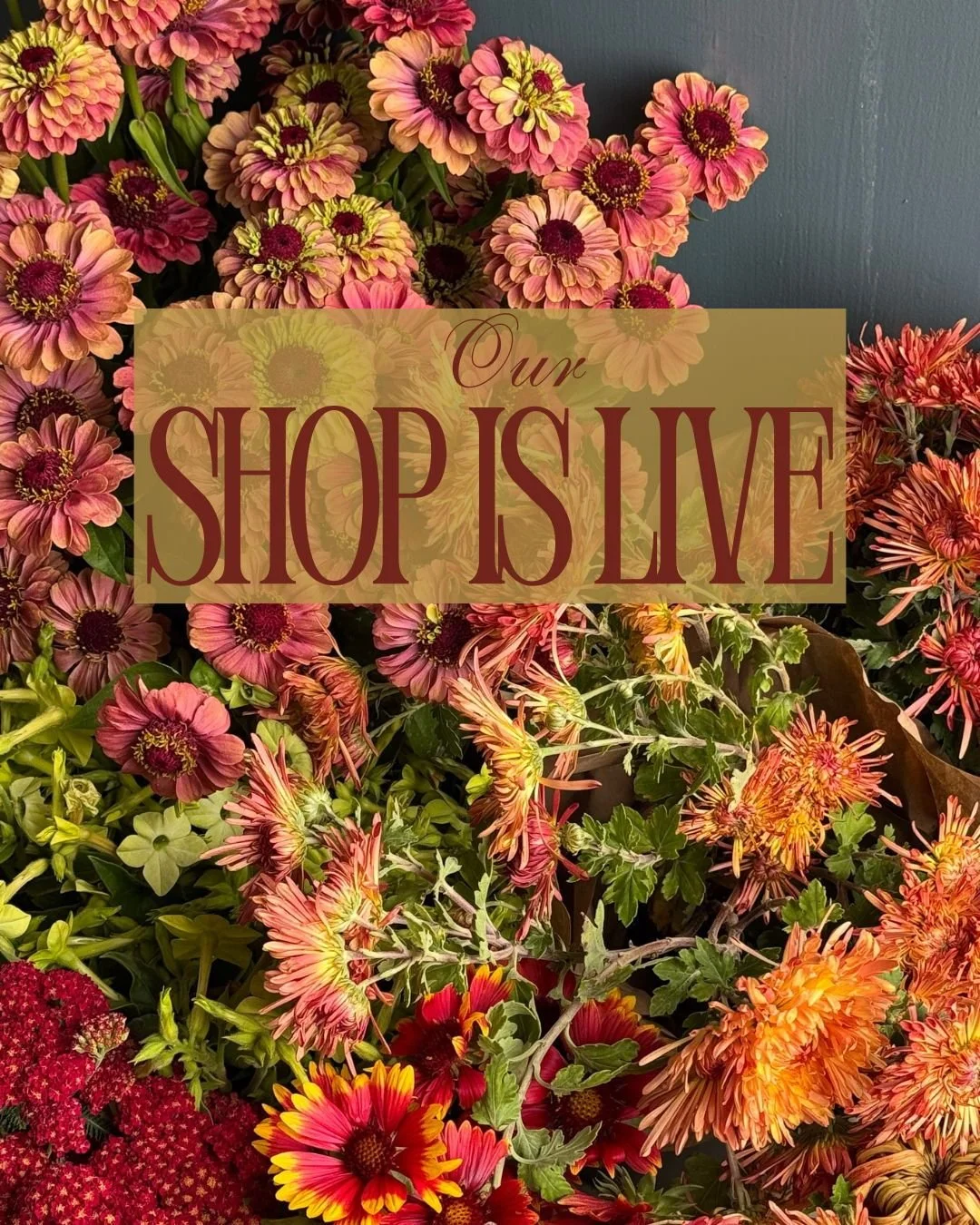 Our shop is live! The last of the roses will be available next week, along with loads of heirloom Chrysanthemums, delightful branches, piles of Marigolds and sweet little bits and bobs.  In case you missed our newsletter (you can sign up by clicking 