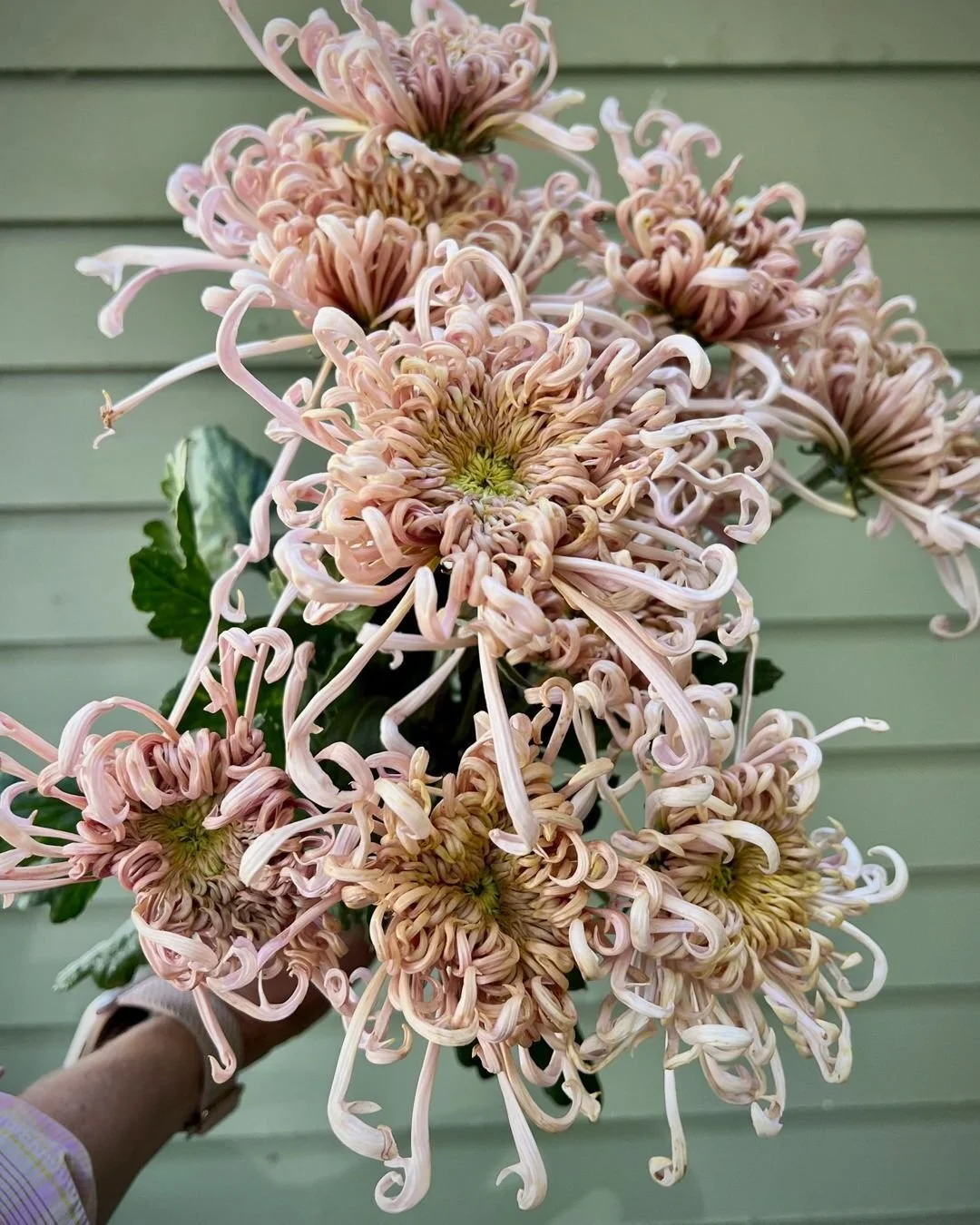 To disbud or not to disbud? Well it depends what you're looking for! We took a deep dive into Heirloom Chrysanthemums on our website and broke down what the difference between the two are. Link in our bio &lt;3

CHRYSANTHEMUM x Satin Ribbon (disbud)
