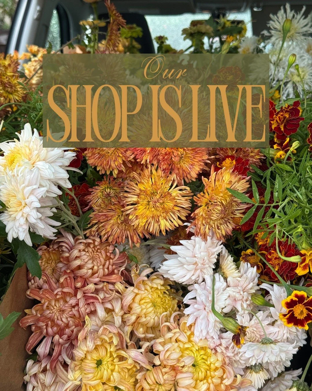 Our shop is live! 
This is it folks! Our last shop for the year. Mums from @deweyfarmsflowers have just started and will be in peak perfection next week, bits and bobs aplenty from @mockingbirdflora while loads of greens and late blooming Roselilies 