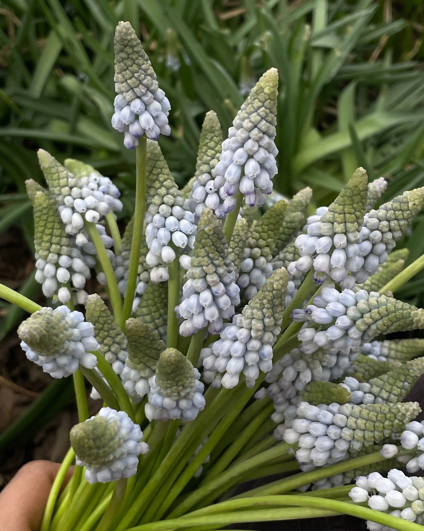 Our shop is live! We are so excited to be back and can't wait to share all of this beauty with you!  Spring is the best time for flowers, with tulips, ranunculus, narcissus and sweet little extras like Muscari and Nemesia.  Our shop closes tonight at