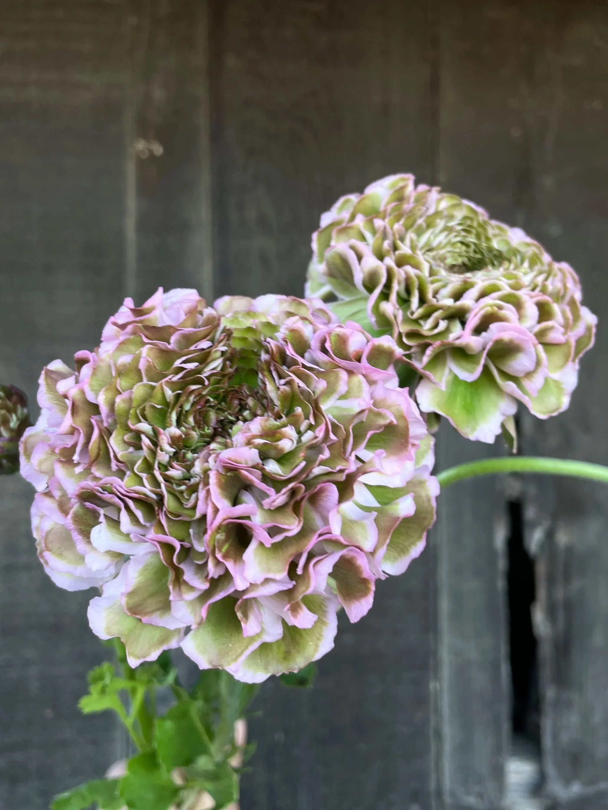 RANUNCULUS Cloni Pon Pon Alice