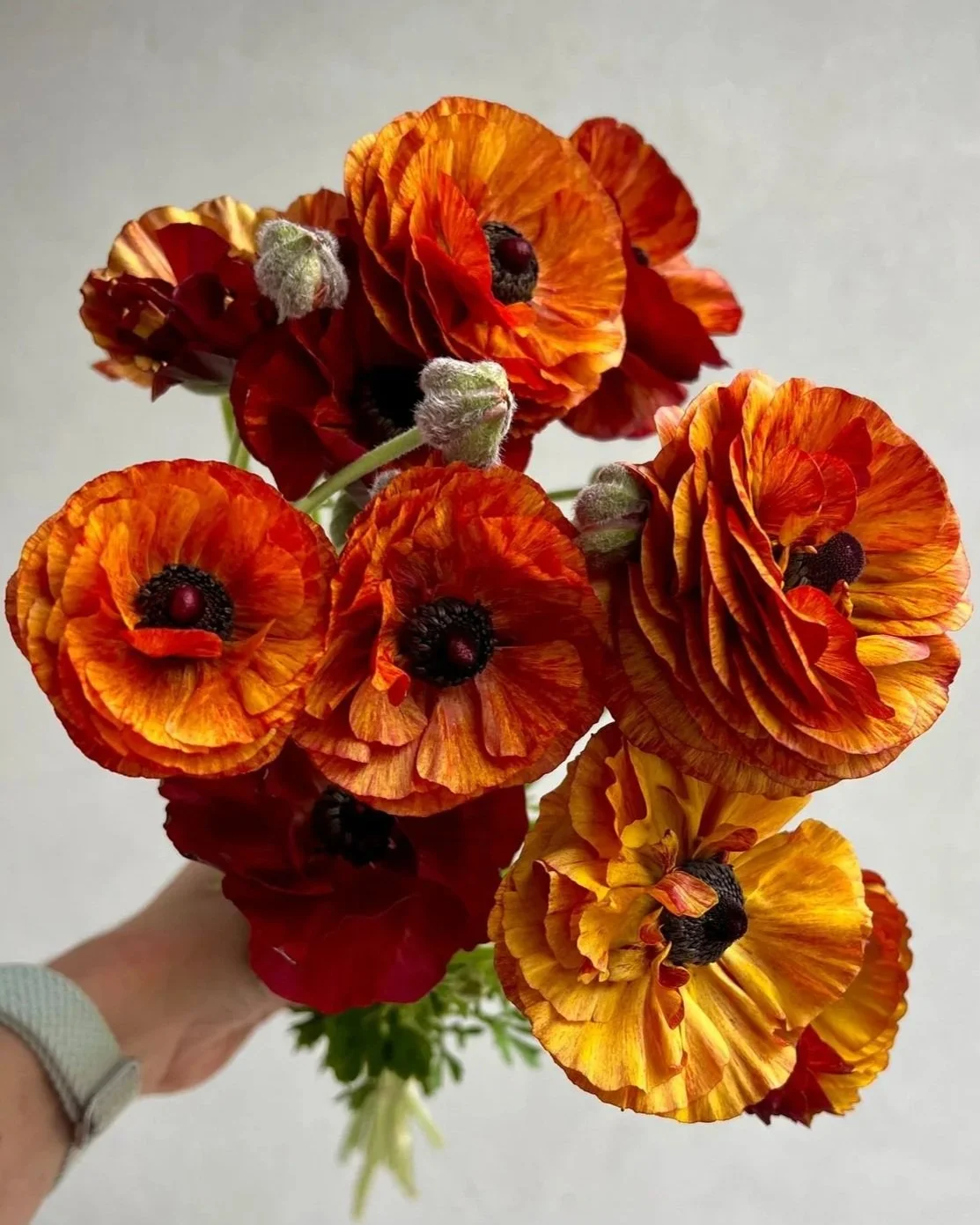 RANUNCULUS Tecolote Cafe