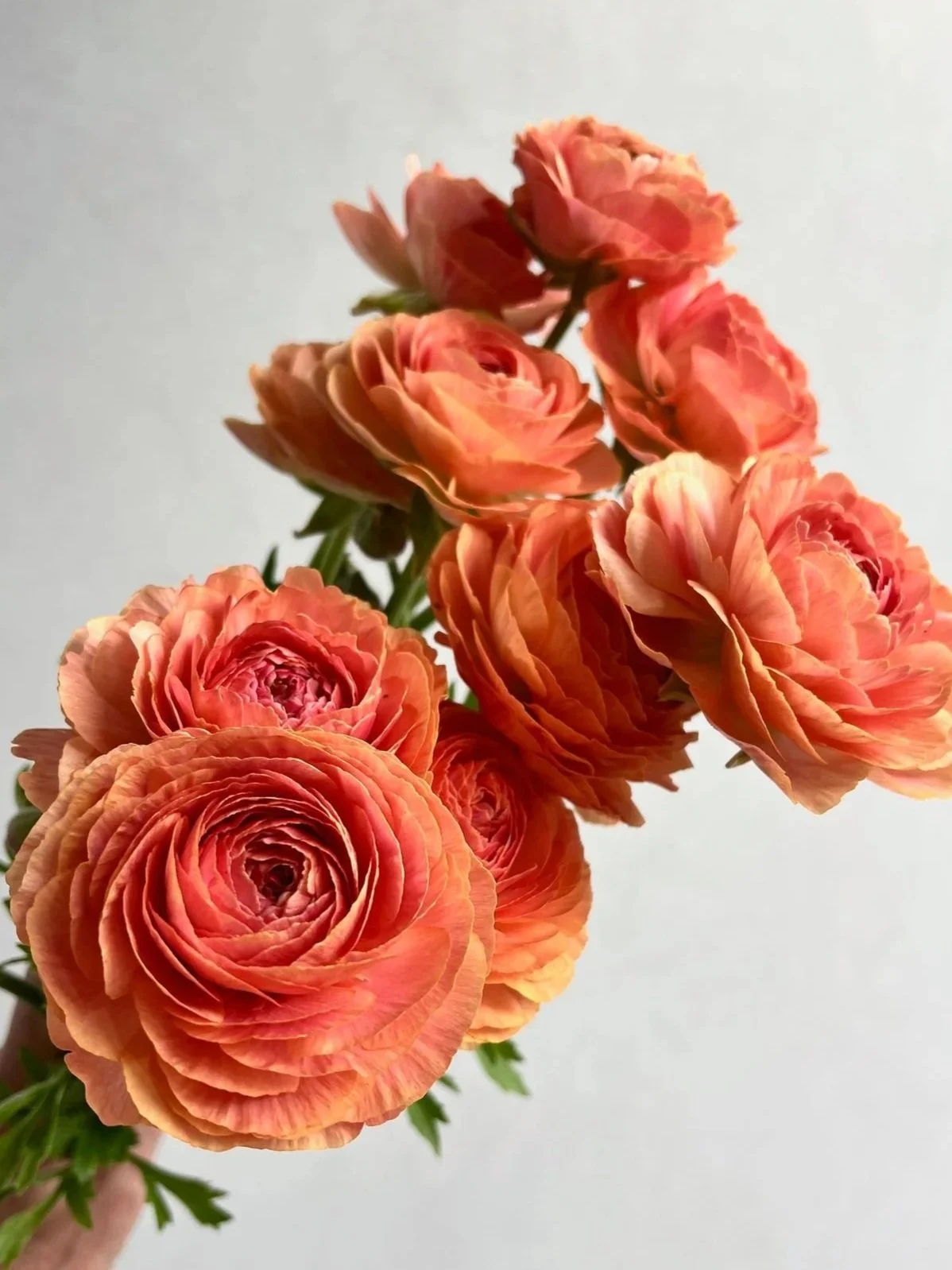 RANUNCULUS Romance Nohant