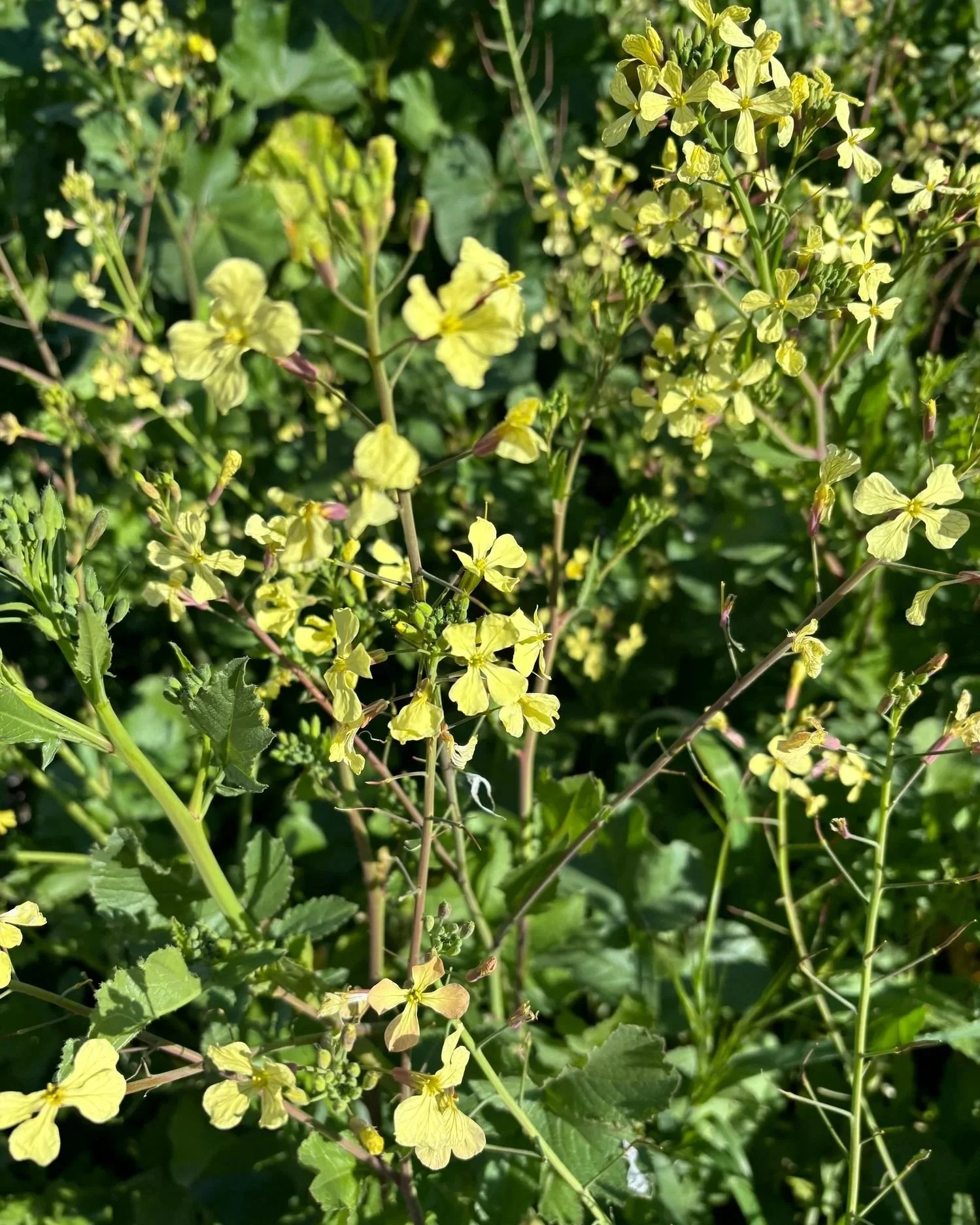 RAPHANUS caudatus Yellow