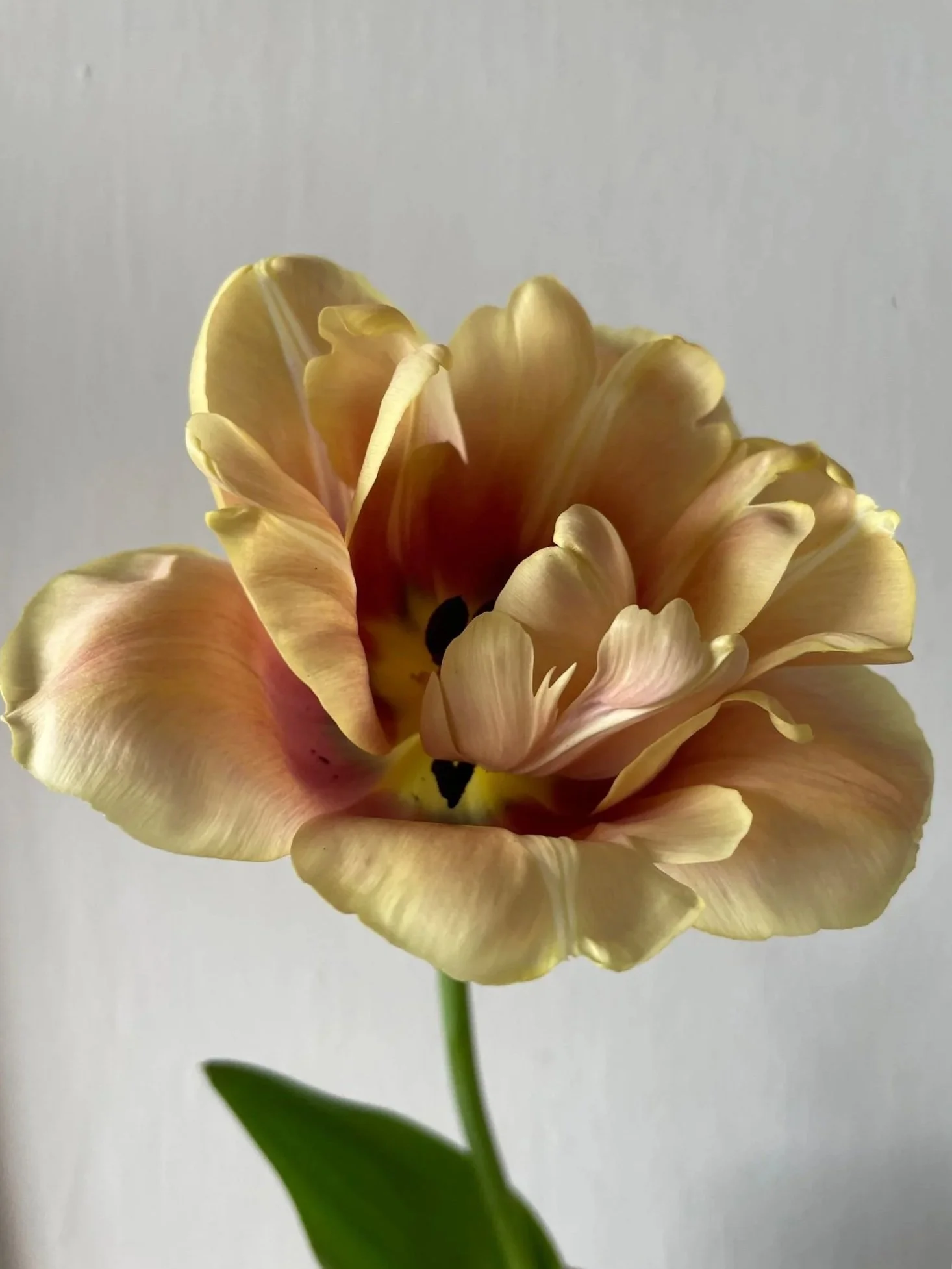 TULIPA La Belle Epoque