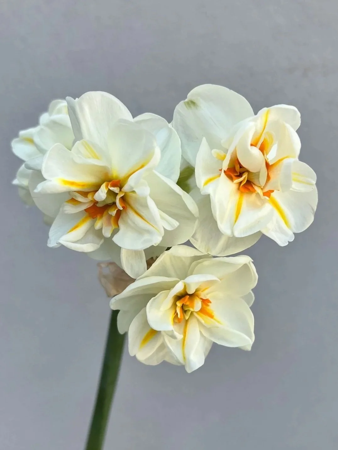 NARCISSUS Sir Winston Churchill