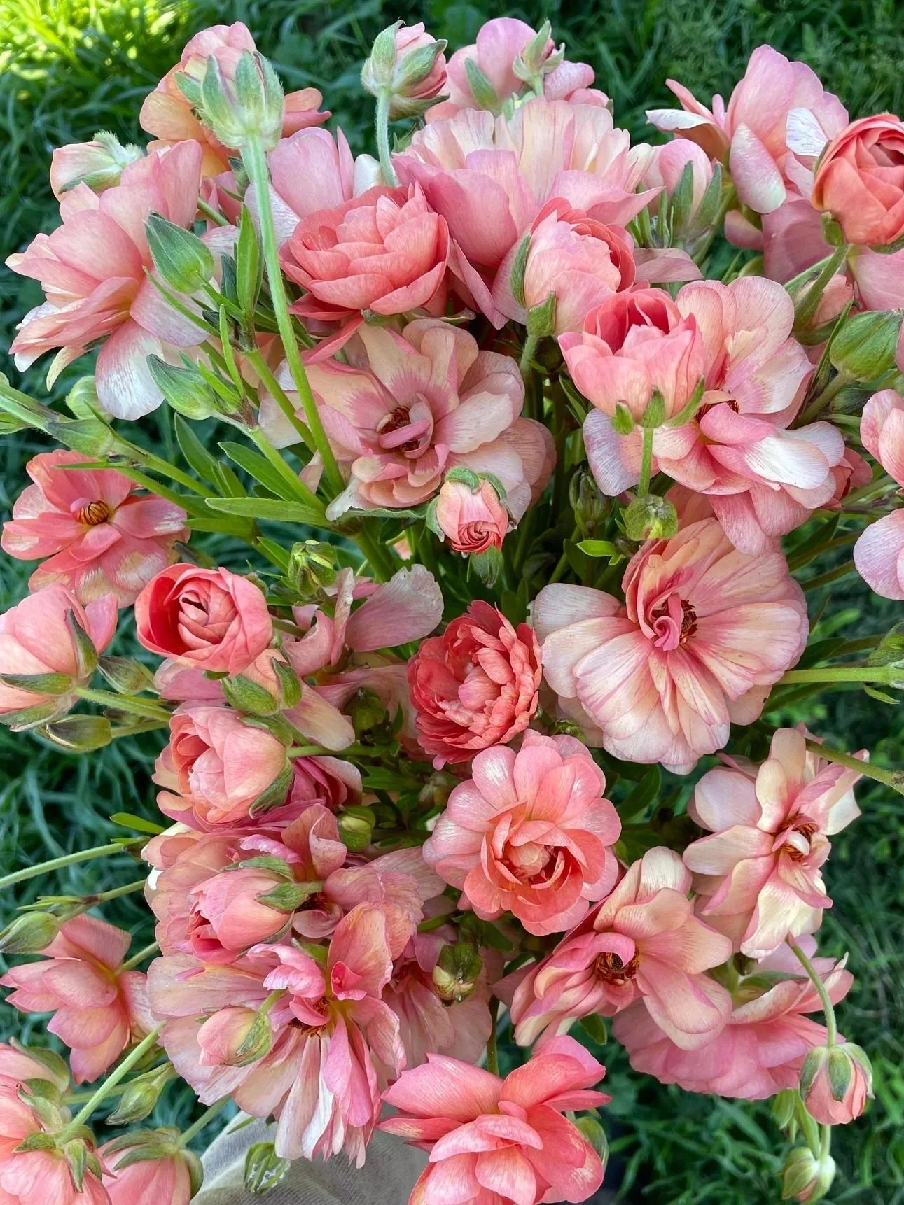 RANUNCULUS Butterfly Eris