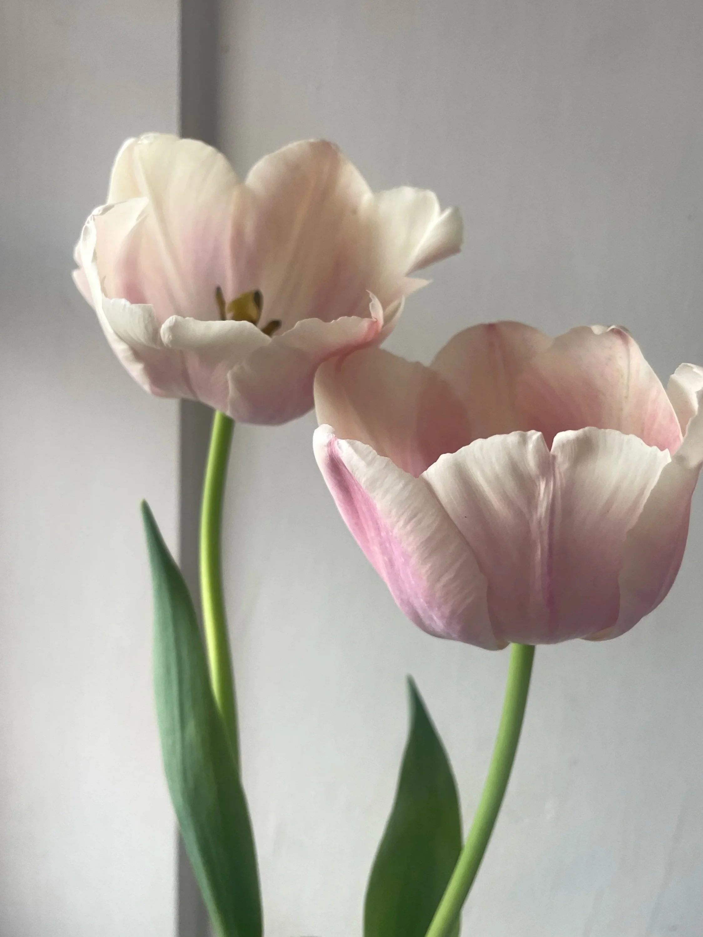 TULIPA Apricot Pride