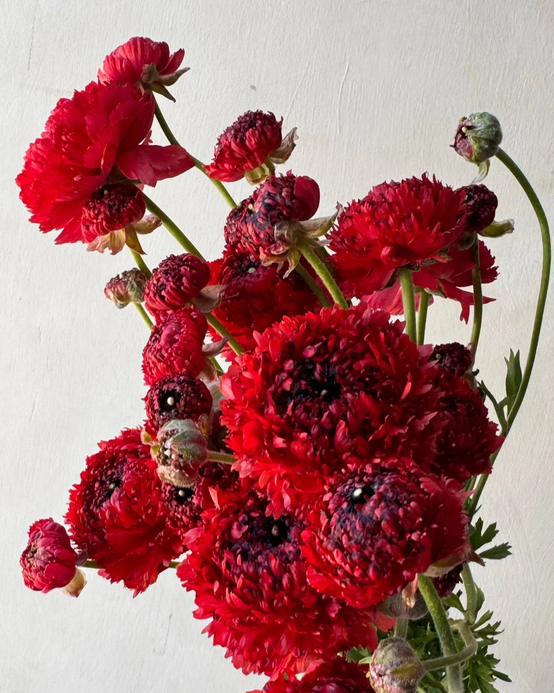 RANUNCULUS Poodle Chaouen II